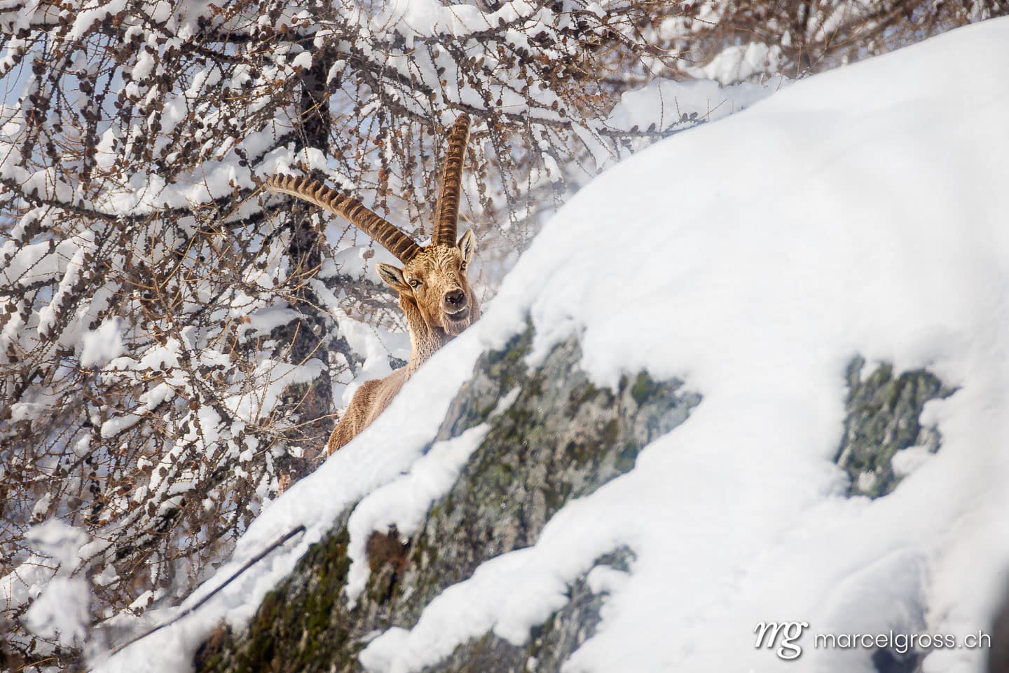 Steinbock Bilder. . Marcel Gross Photography