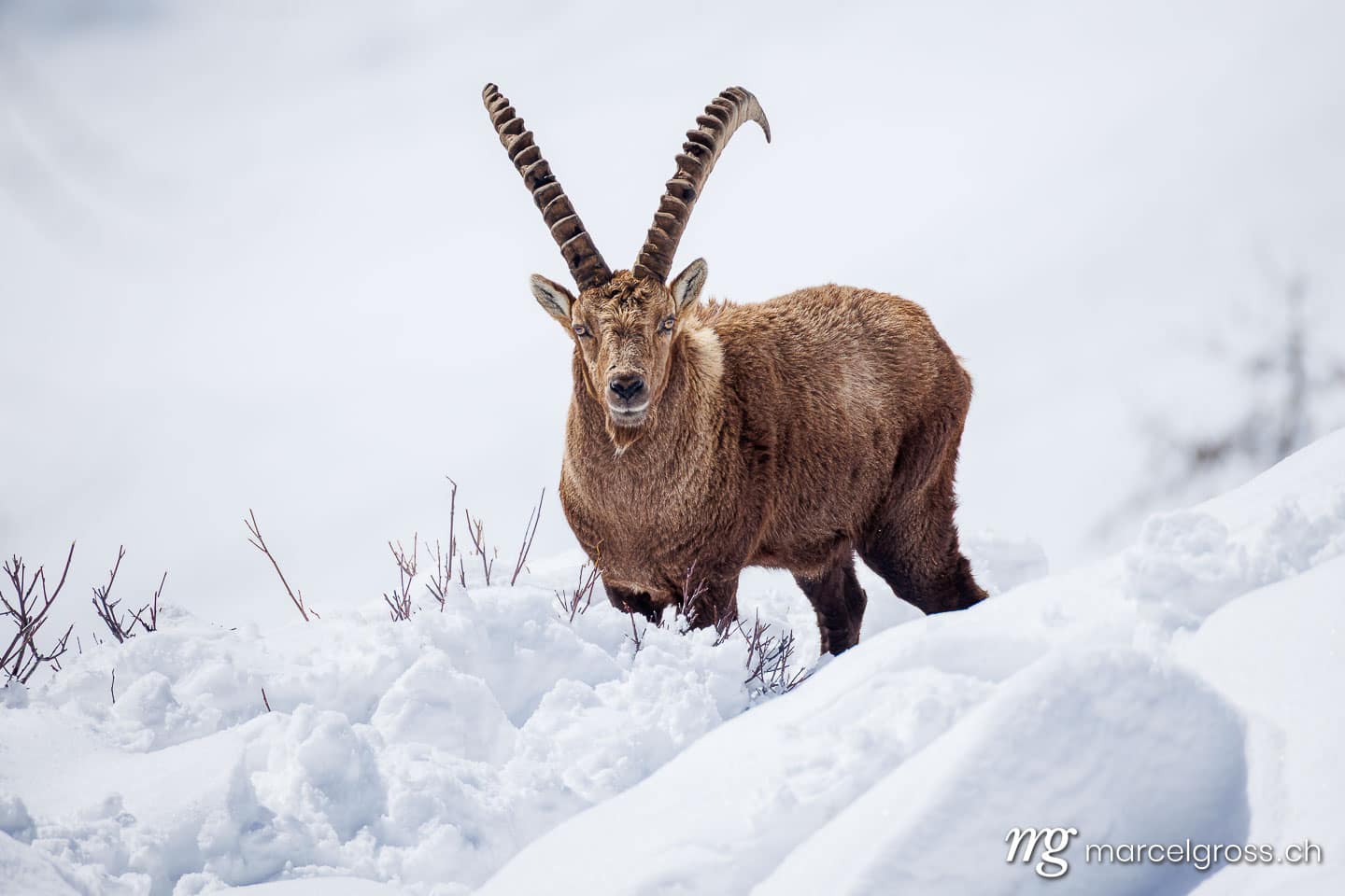 Steinbock Bilder. . Marcel Gross Photography