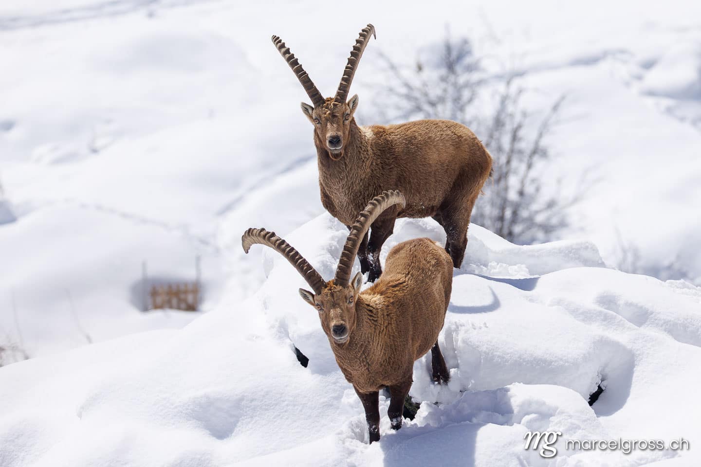 Steinbock Bilder. . Marcel Gross Photography