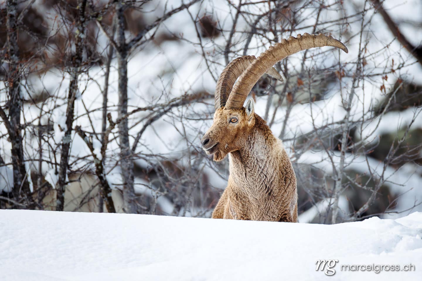 . . Marcel Gross Photography