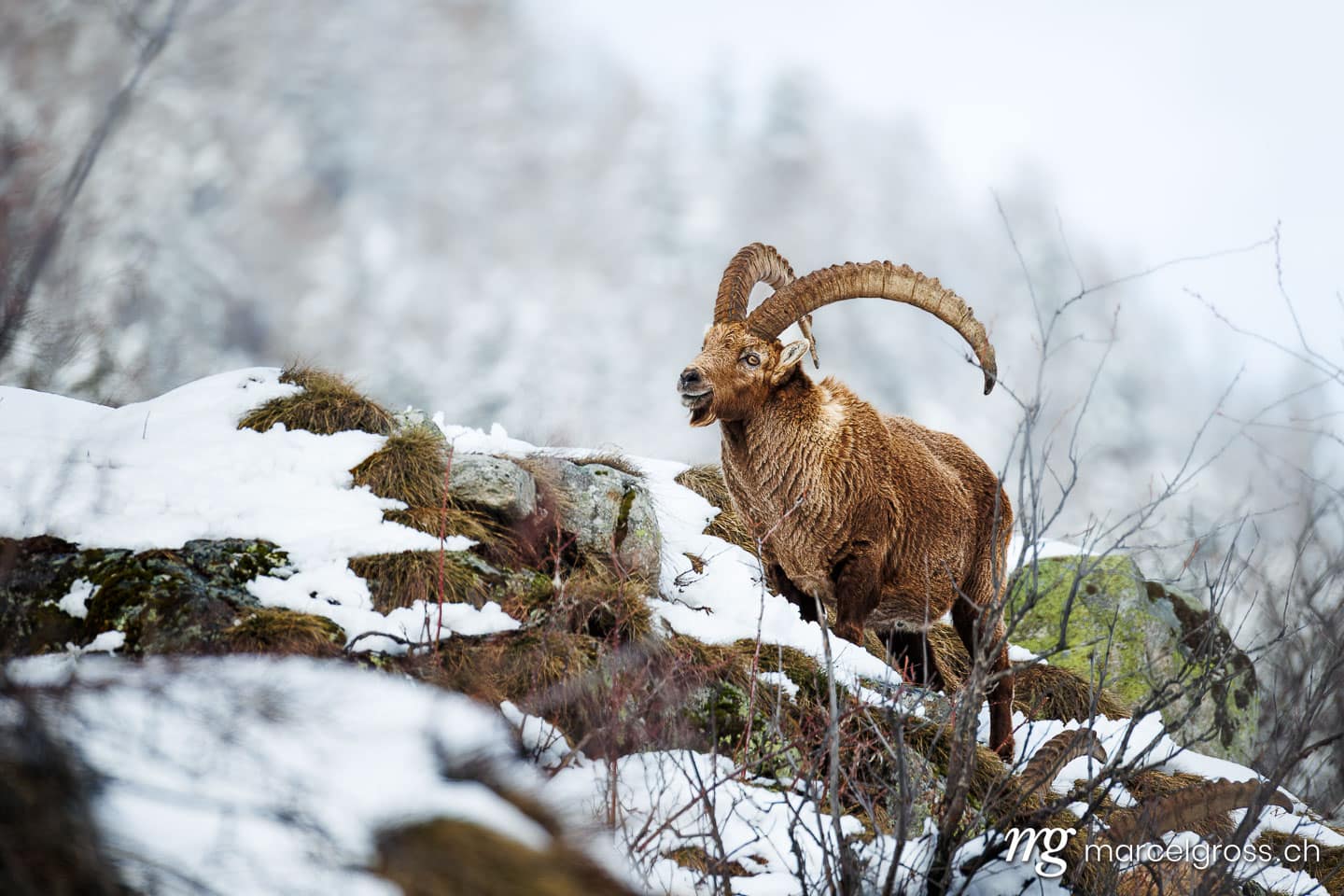 . . Marcel Gross Photography