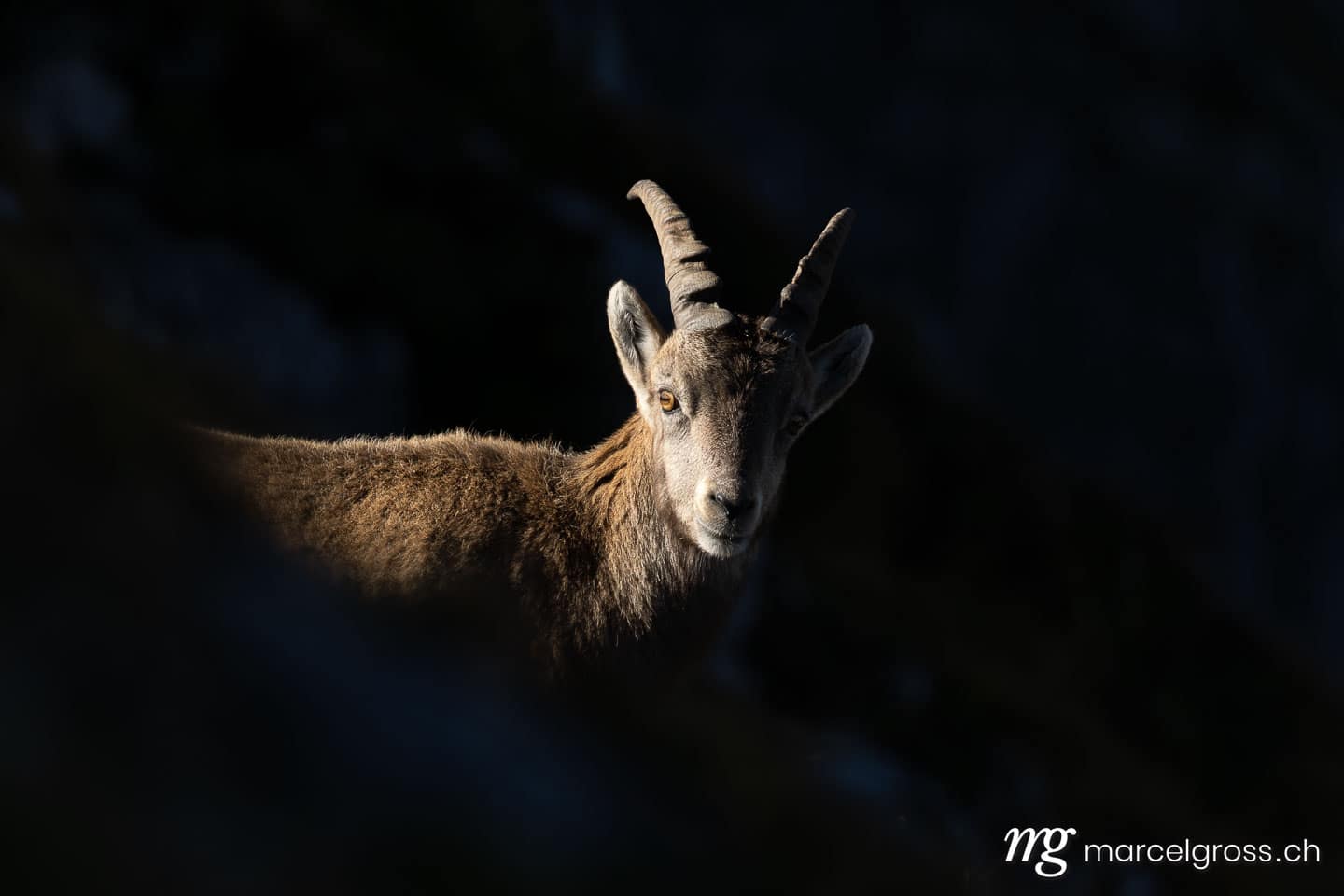Steinbock Bilder. . Marcel Gross Photography