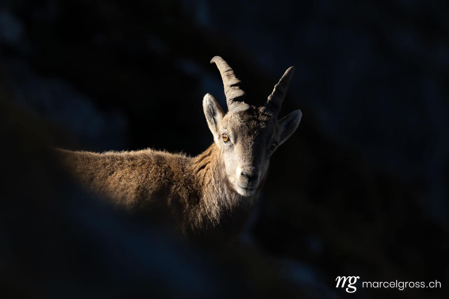Steinbock Bilder. . Marcel Gross Photography