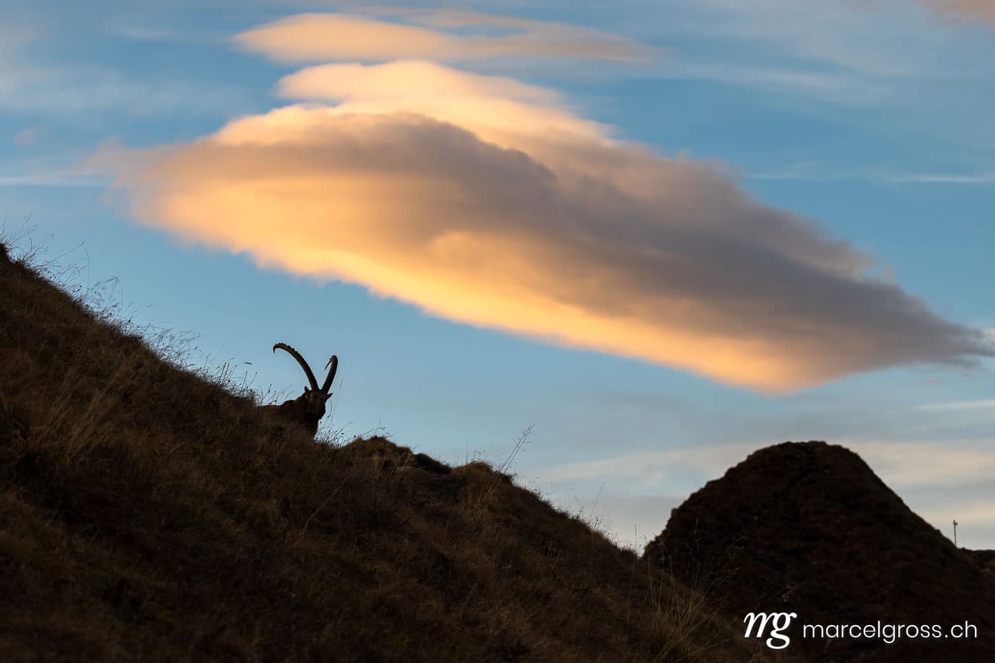 Steinbock Bilder. . Marcel Gross Photography