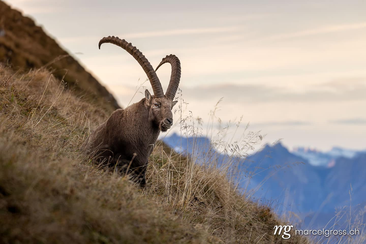 Steinbock Bilder. . Marcel Gross Photography