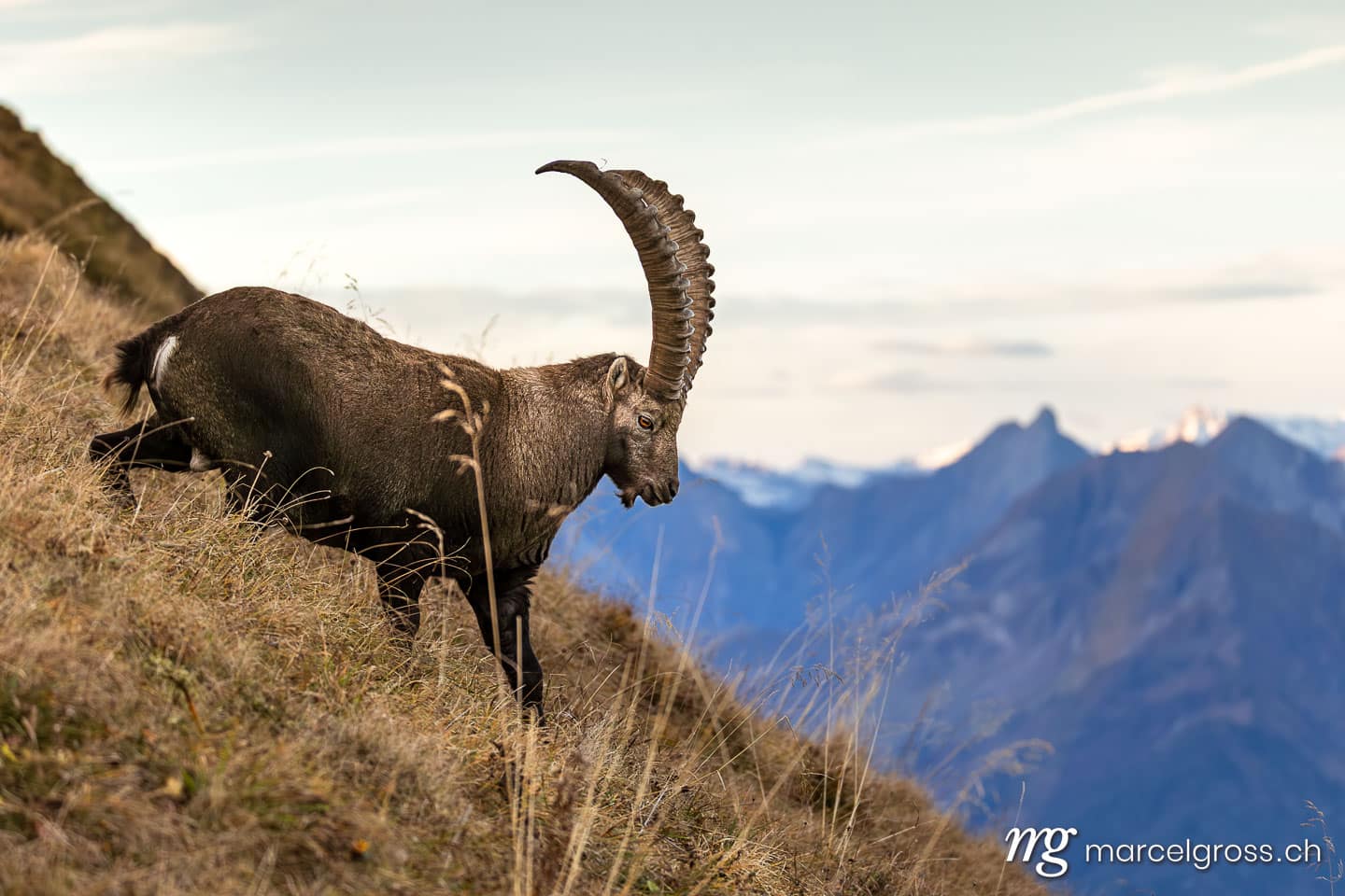 Steinbock Bilder. . Marcel Gross Photography