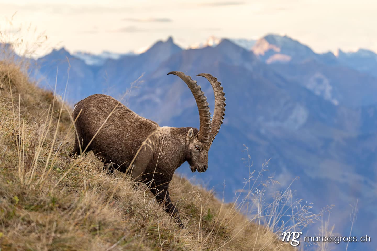 Steinbock Bilder. . Marcel Gross Photography