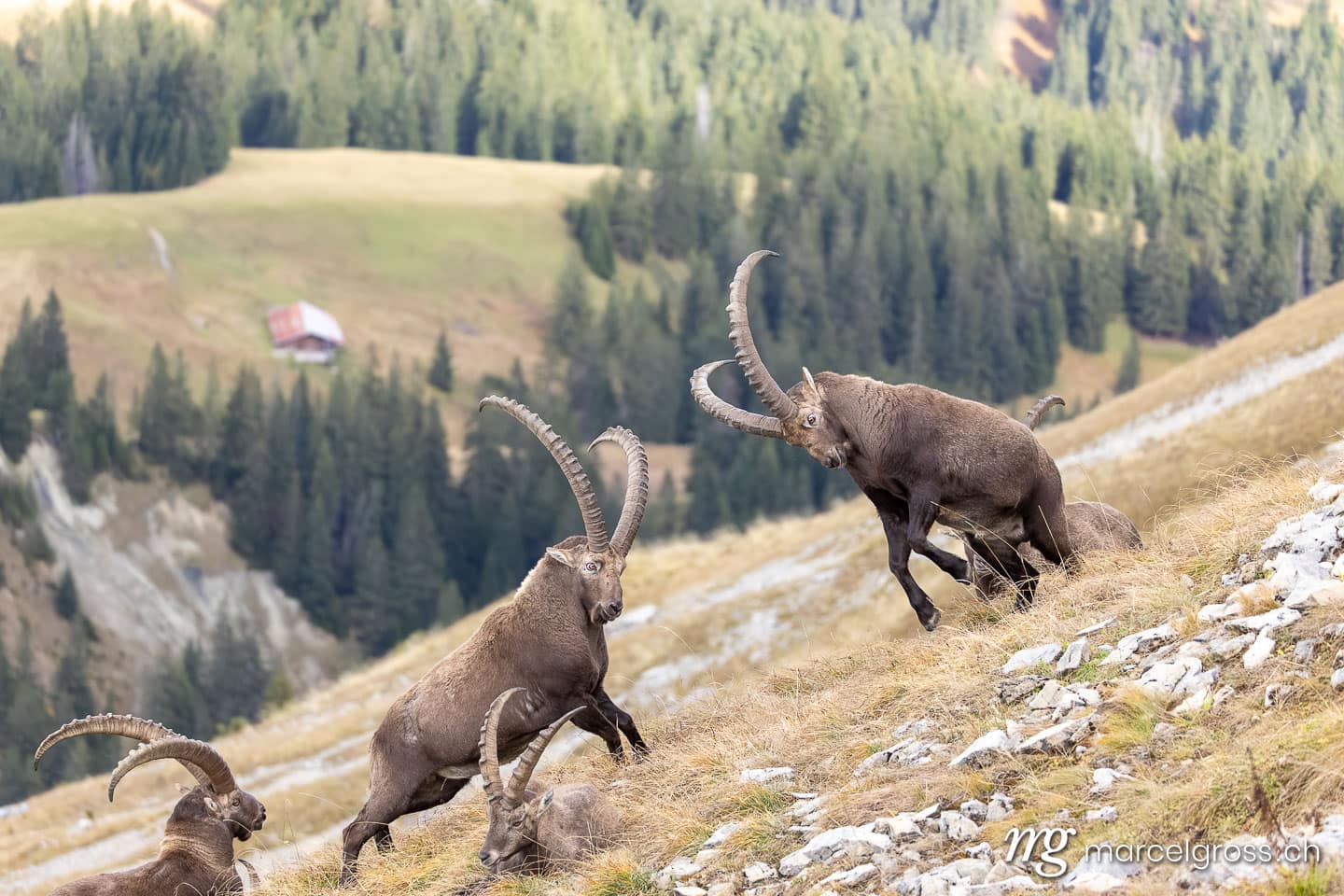 Steinbock Bilder. . Marcel Gross Photography