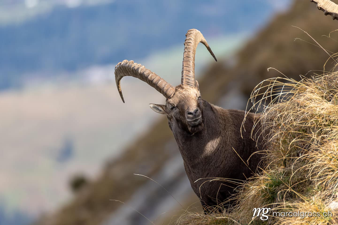 Steinbock Bilder. . Marcel Gross Photography