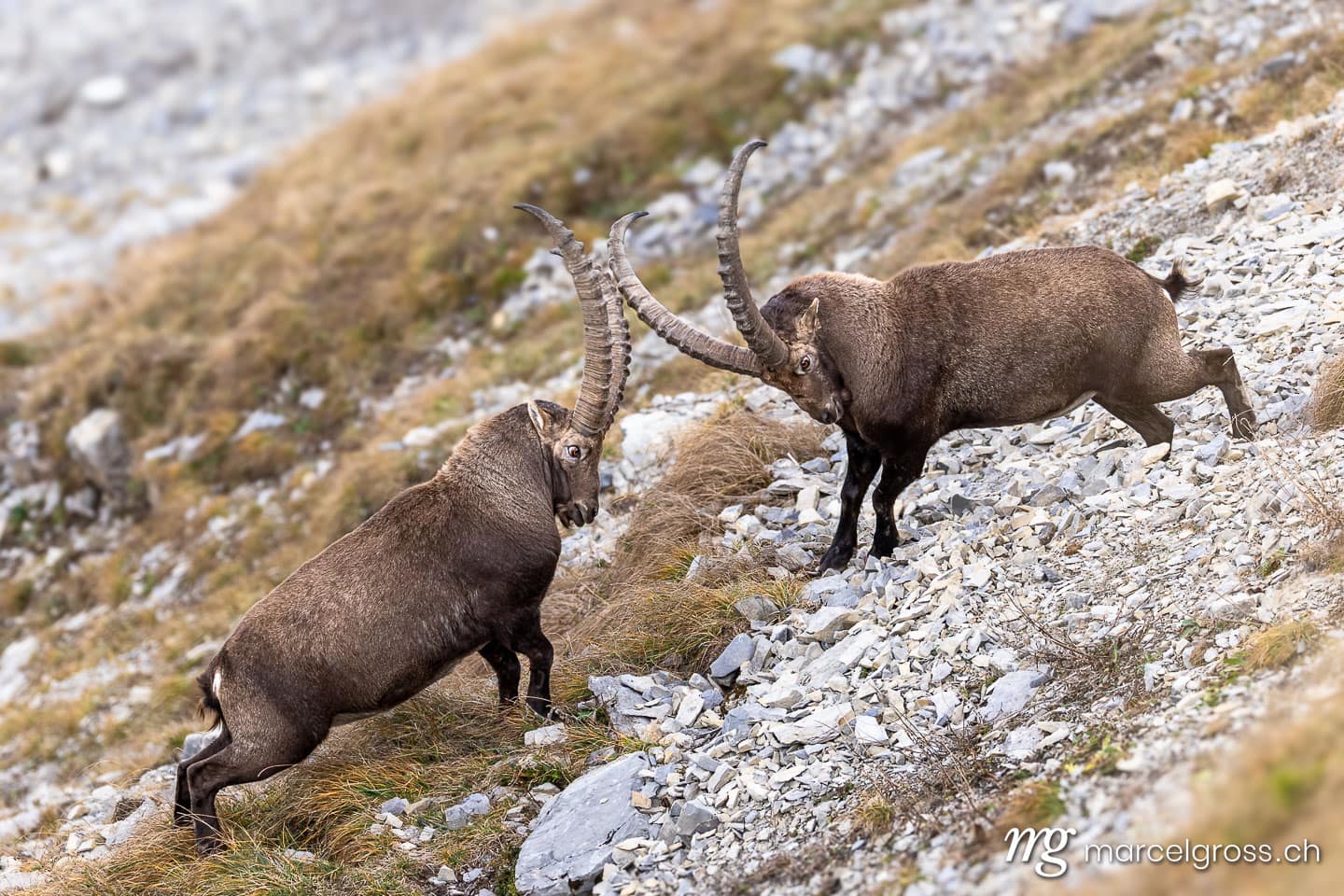 Steinbock Bilder. . Marcel Gross Photography