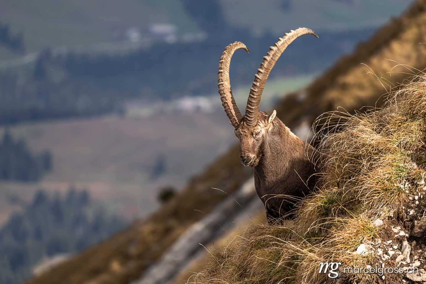 Steinbock Bilder. . Marcel Gross Photography