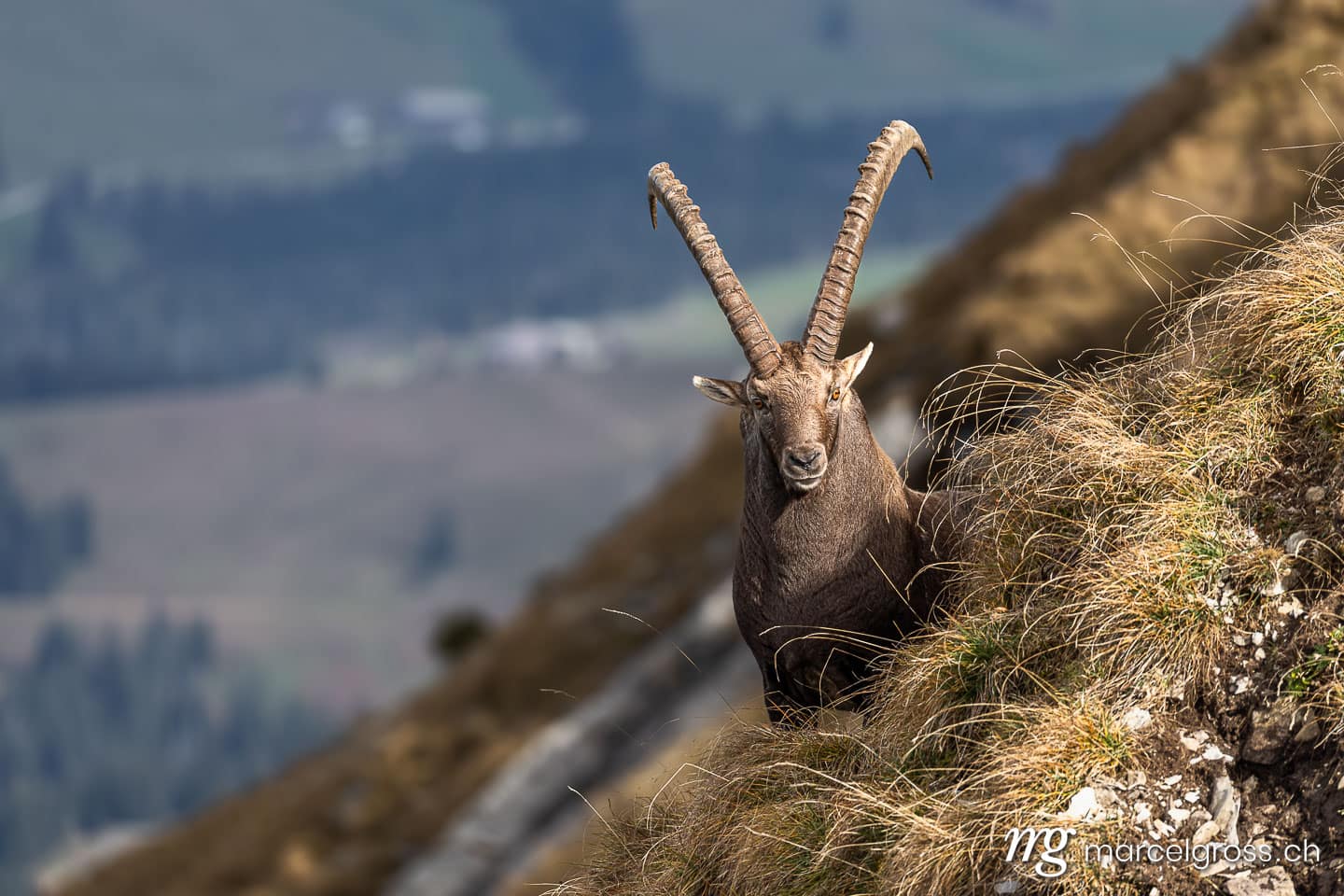 Steinbock Bilder. . Marcel Gross Photography