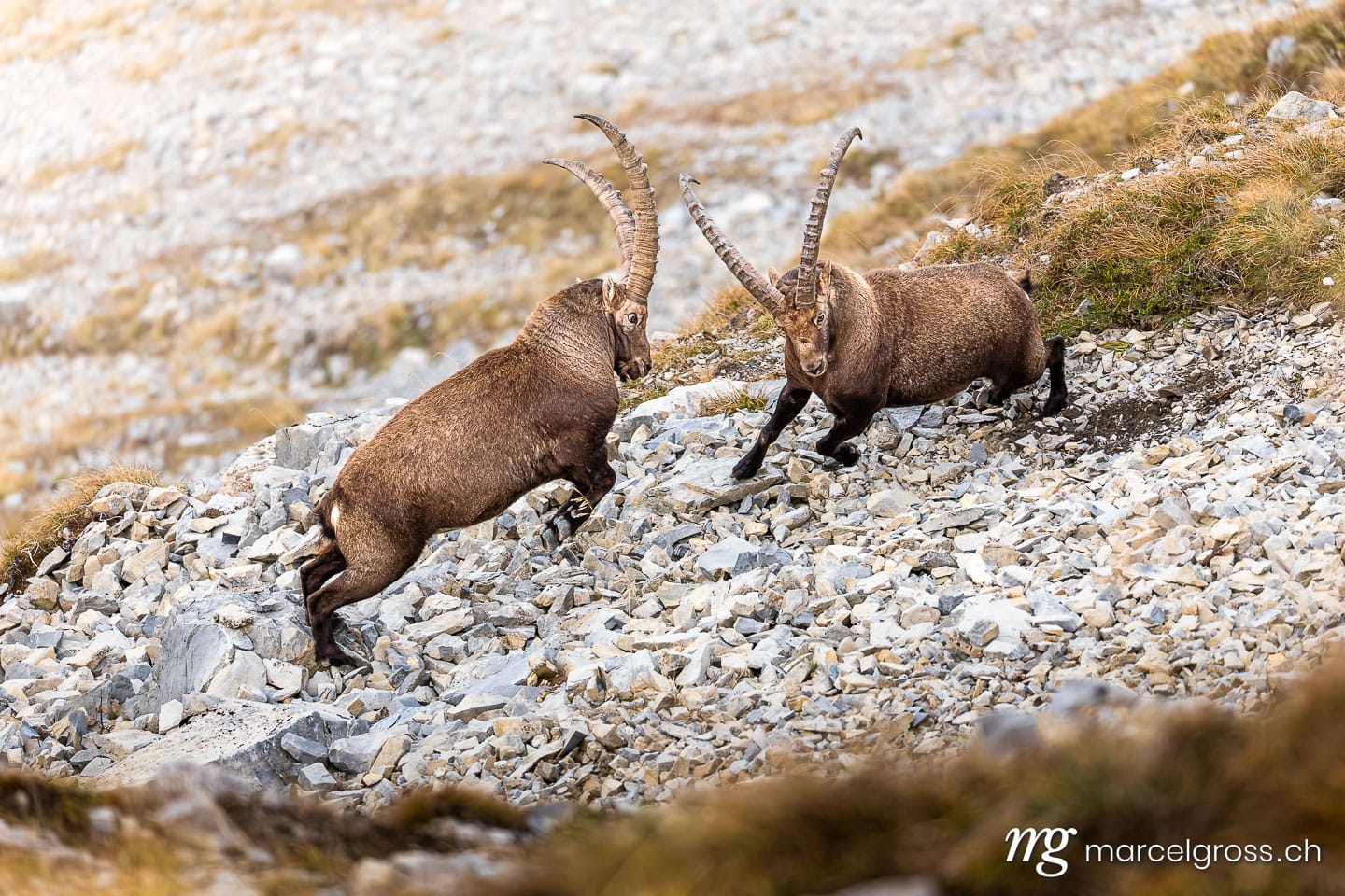 Steinbock Bilder. . Marcel Gross Photography