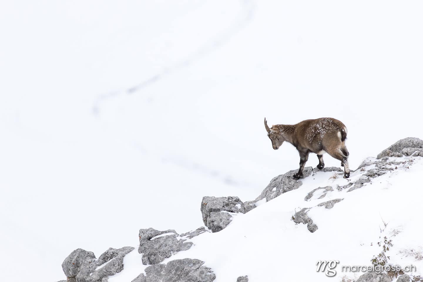 Steinbock Winter Schnee. . Marcel Gross Photography