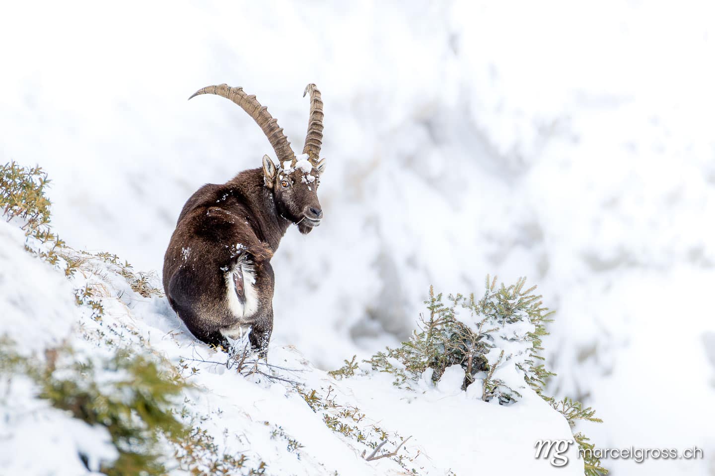 Steinbock Winter Schnee. . Marcel Gross Photography