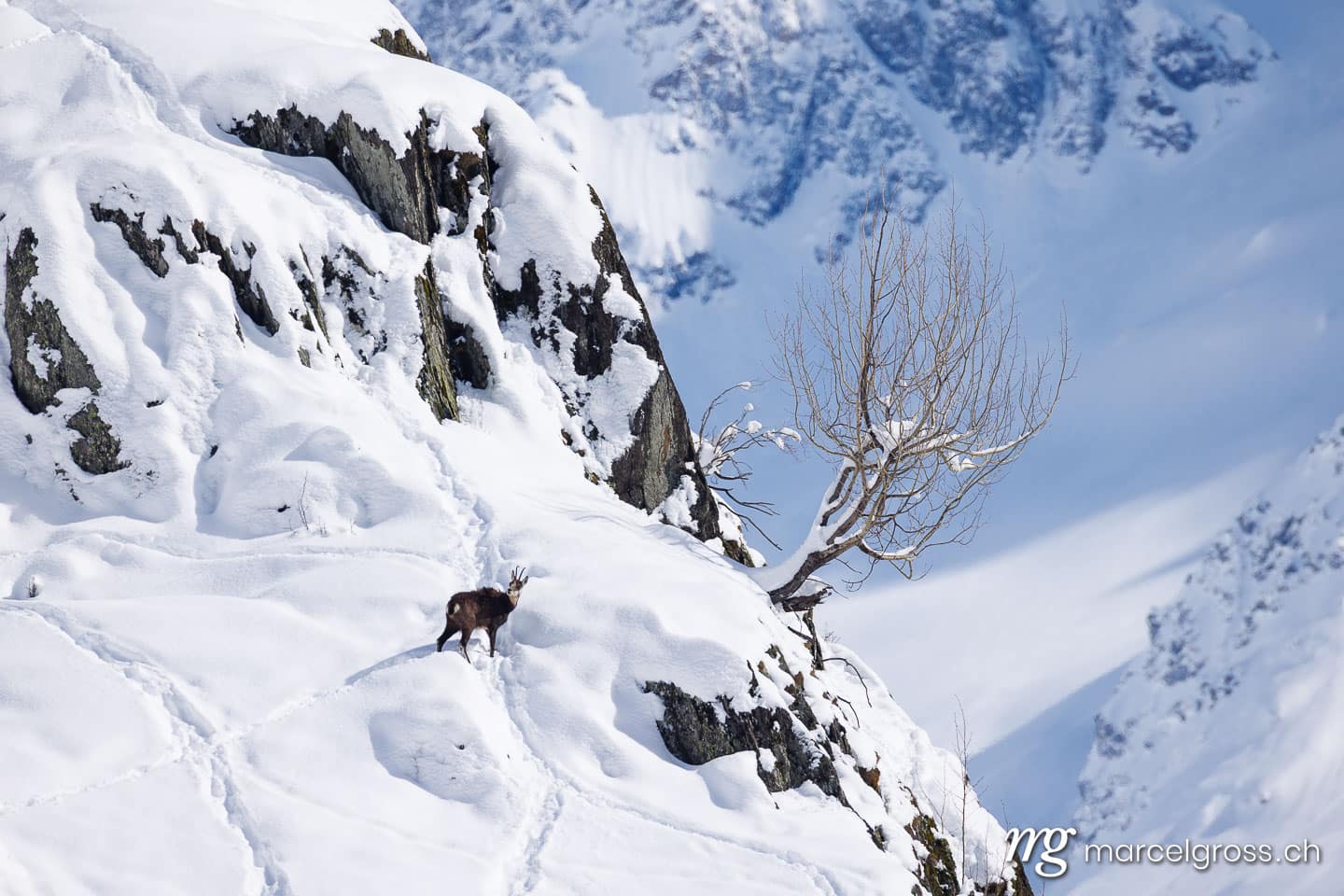 Chamois in the snow. Marcel Gross Photography