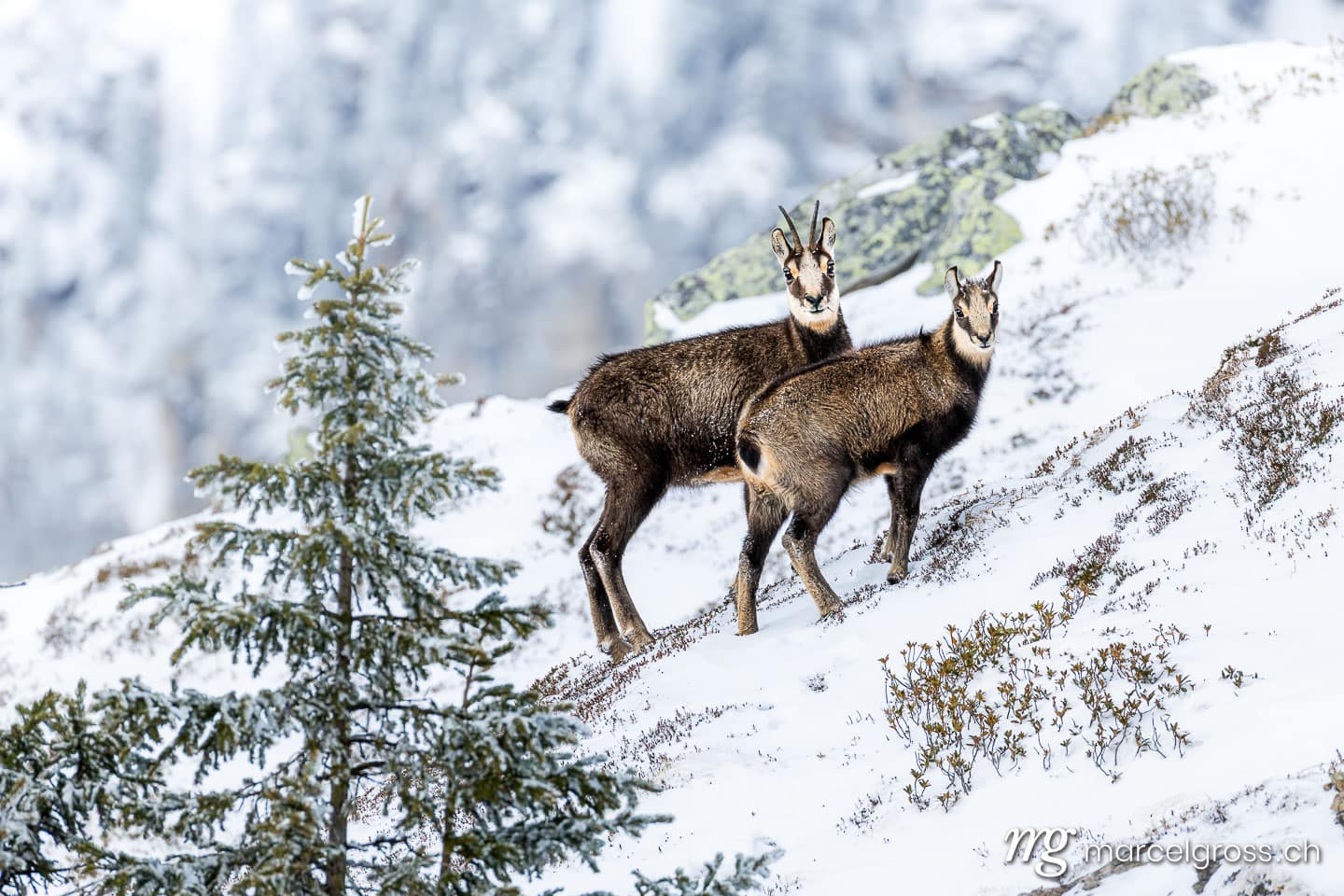 Swiss wildlife in winter. Mother chamois with her young in the snow in Switzerland. Marcel Gross Photography