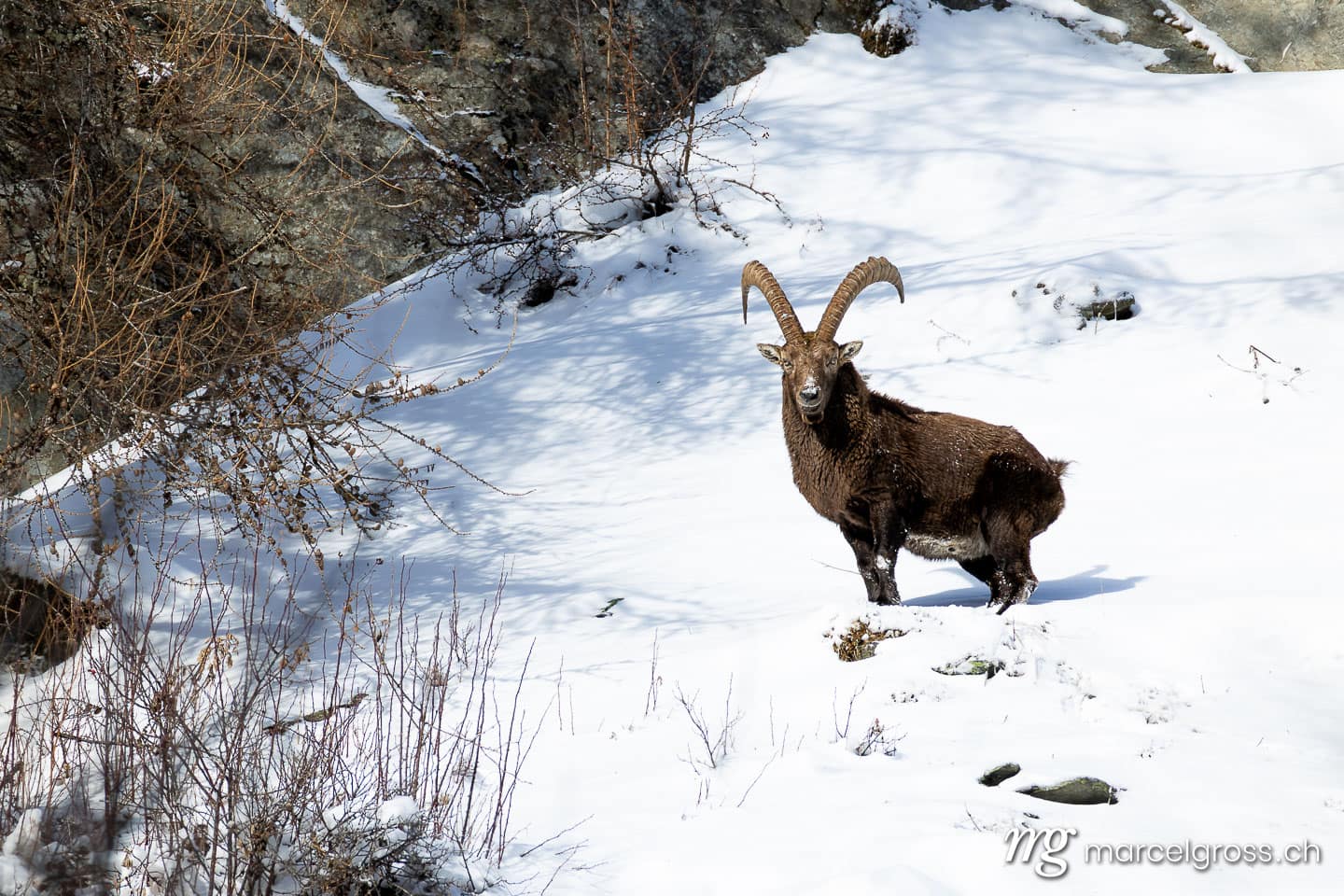 Steinbock Winter Schnee. . Marcel Gross Photography