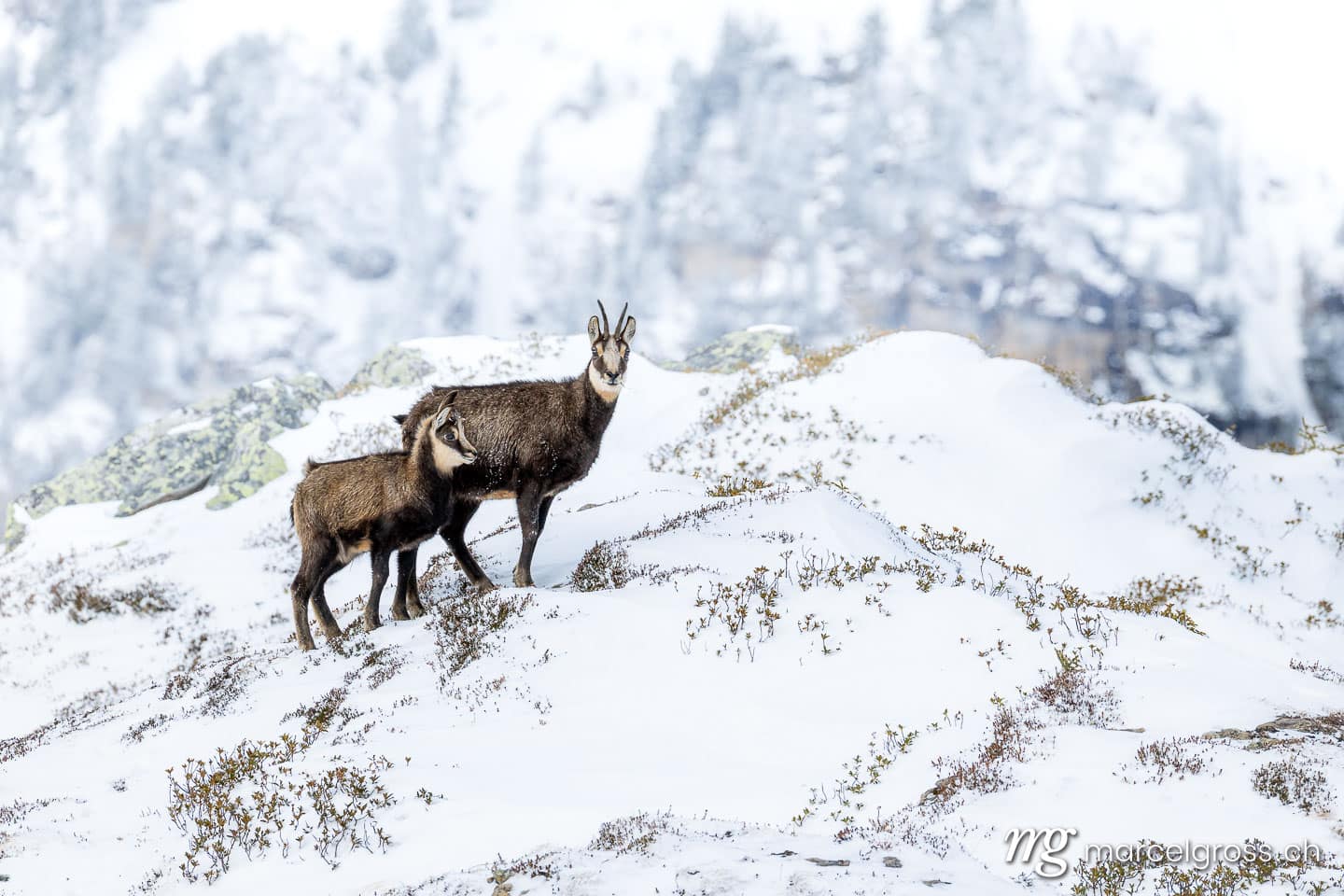 Chamois in the snow. Marcel Gross Photography