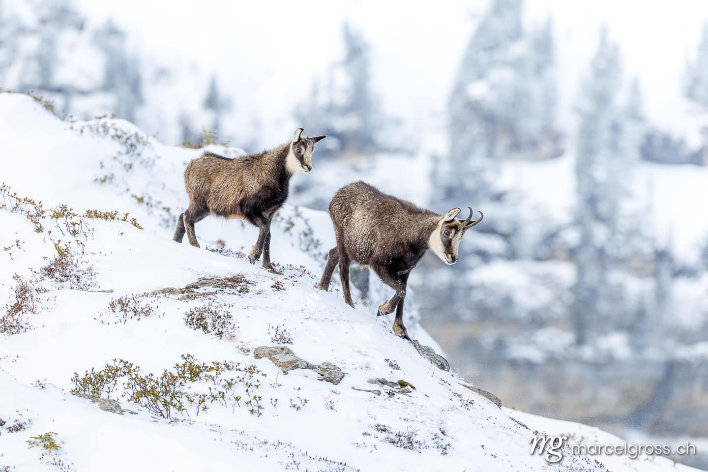 Chamois in the snow. Marcel Gross Photography