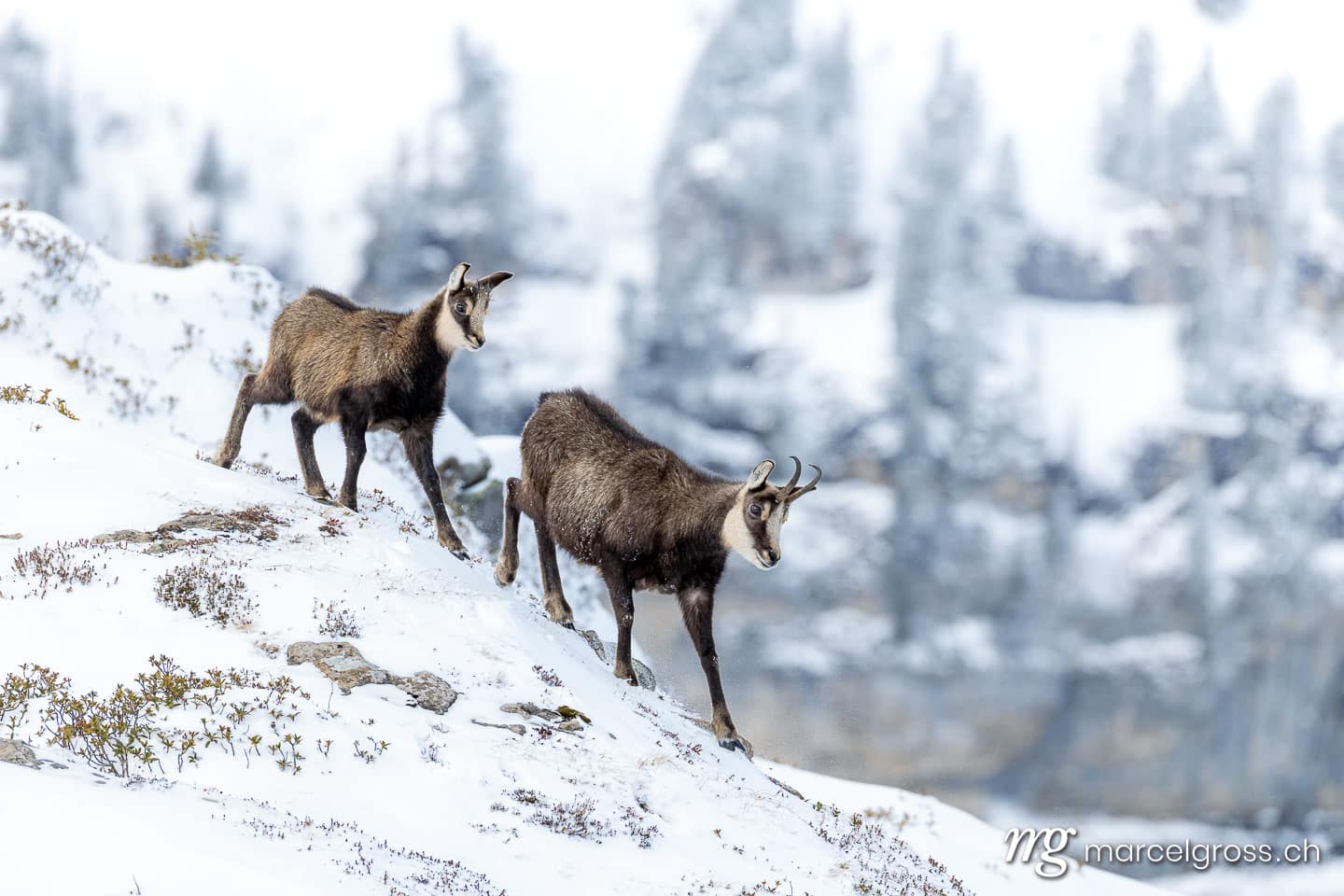 Swiss wildlife in winter. Mother chamois with her young in the snow in Switzerland. Marcel Gross Photography