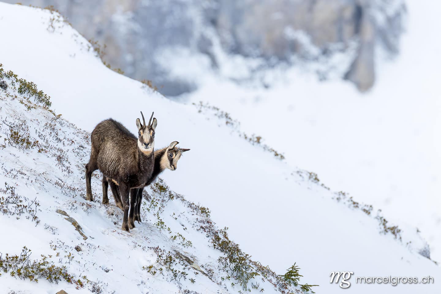 Chamois in the snow. Marcel Gross Photography