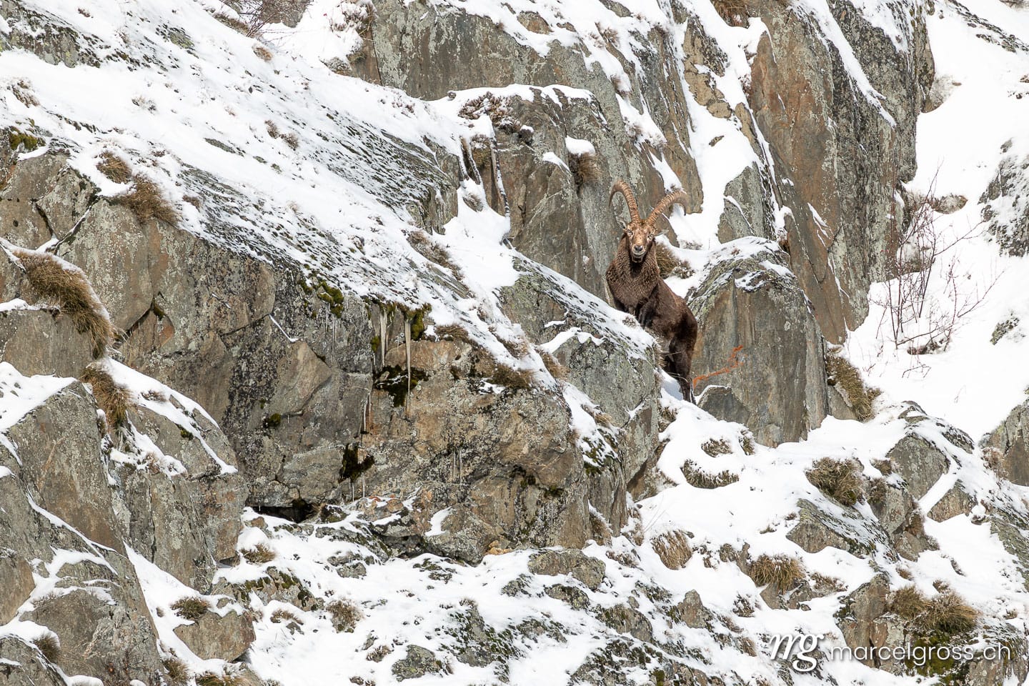 Steinbock Winter Schnee. . Marcel Gross Photography