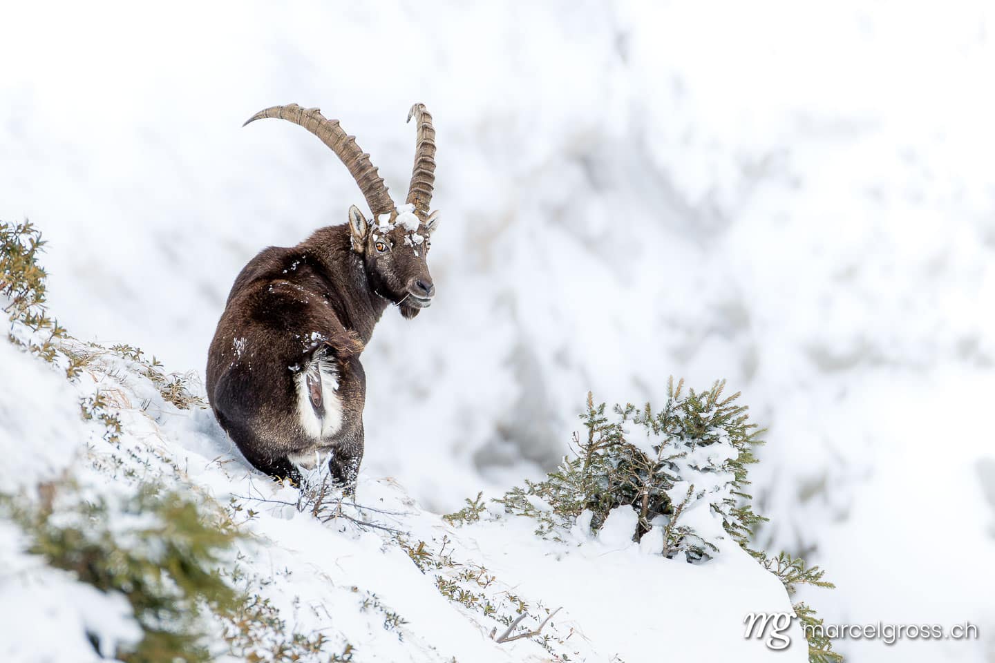 Ibex photos. A magnificent ibex in the snow. Marcel Gross Photography