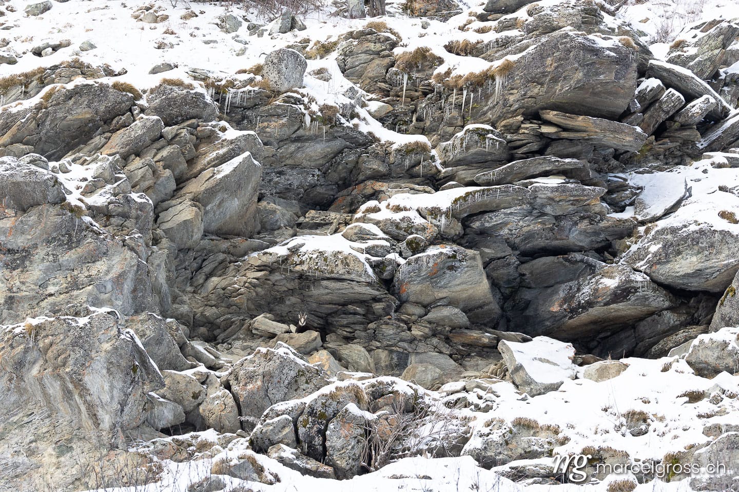Chamois in the snow. Marcel Gross Photography