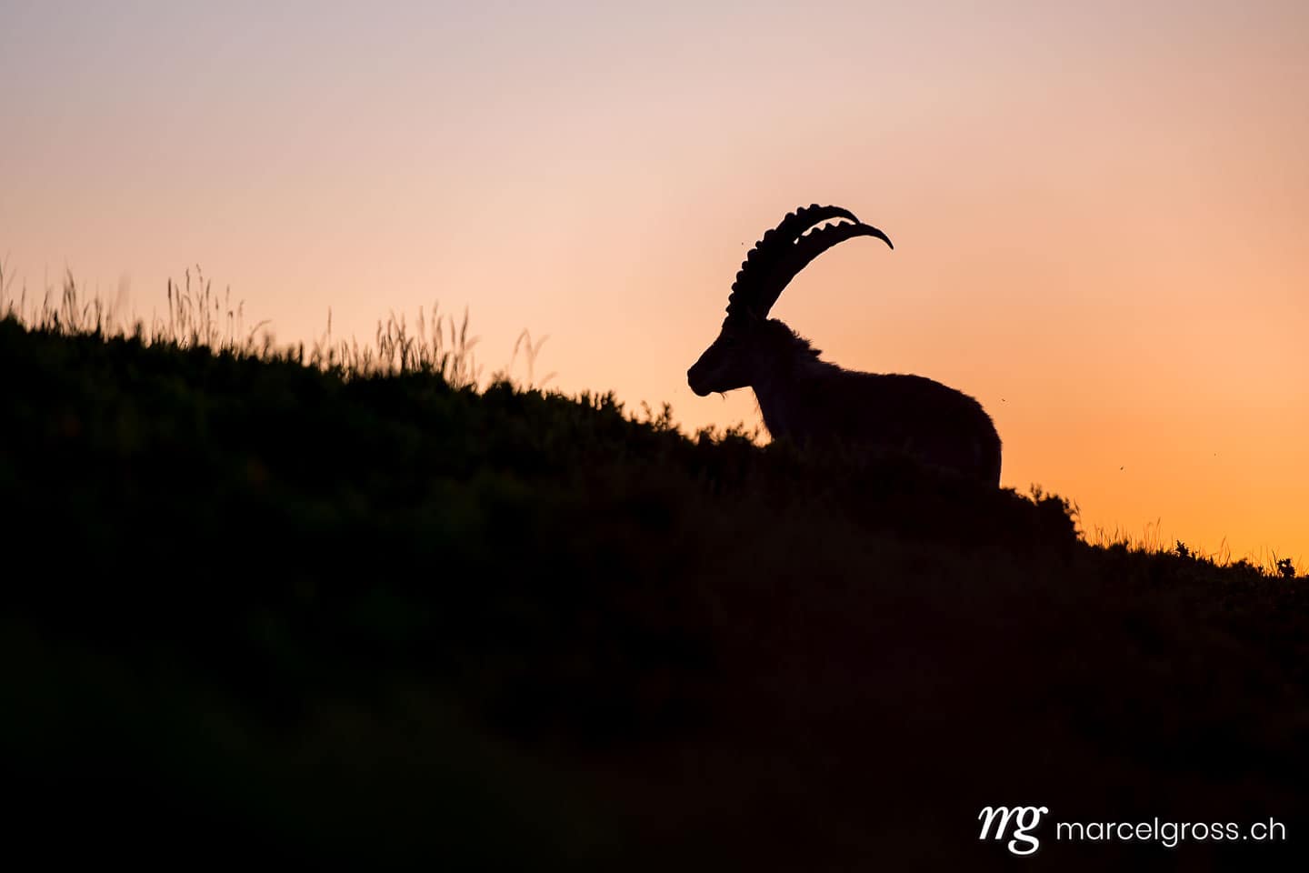 . first light. Marcel Gross Photography