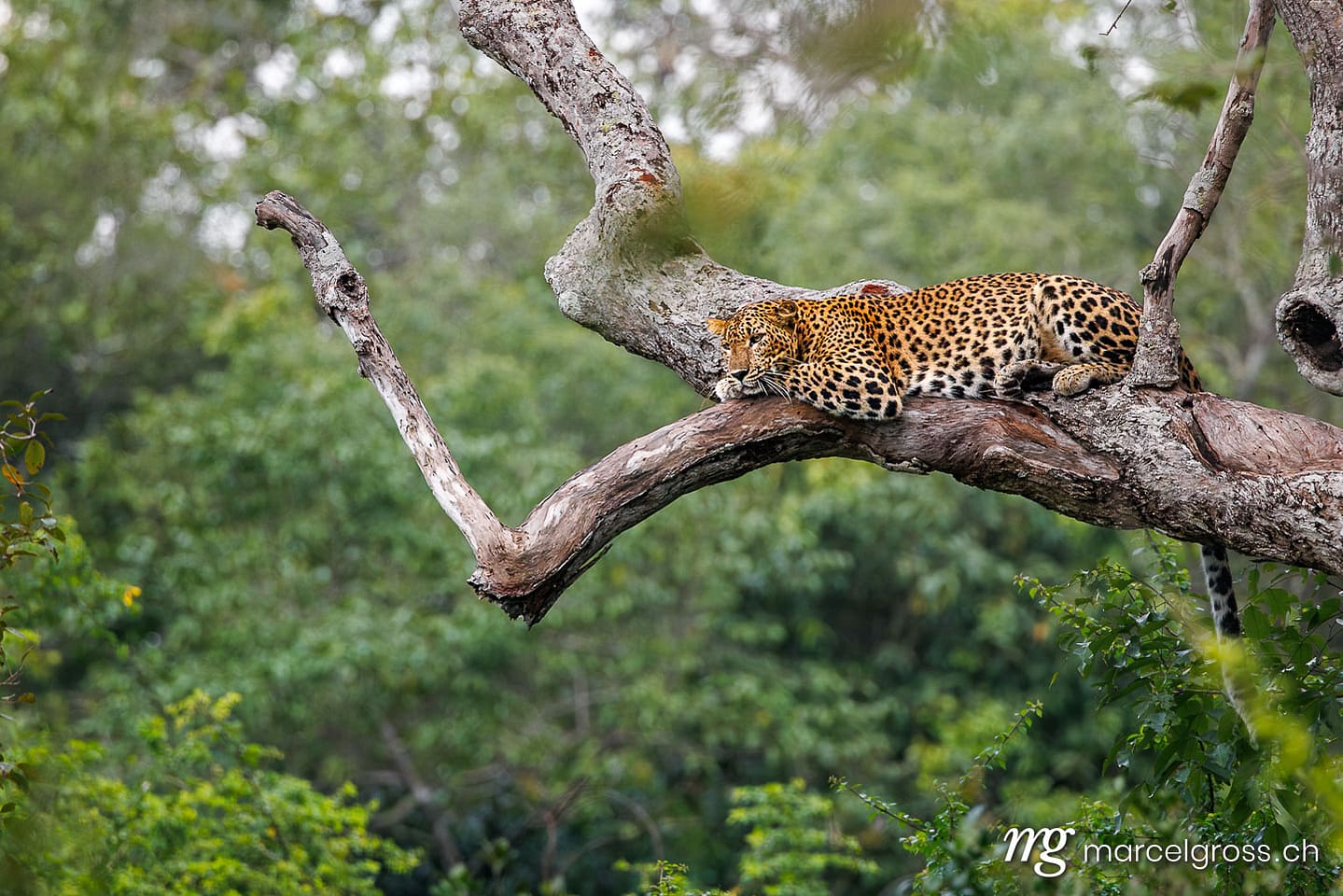 Sri Lankan Leopard (Panthera pardus kotiya) resting on tree in Wilpattu National Park, Sri Lanka. sri lanka bilder (c) Marcel Gross Photography