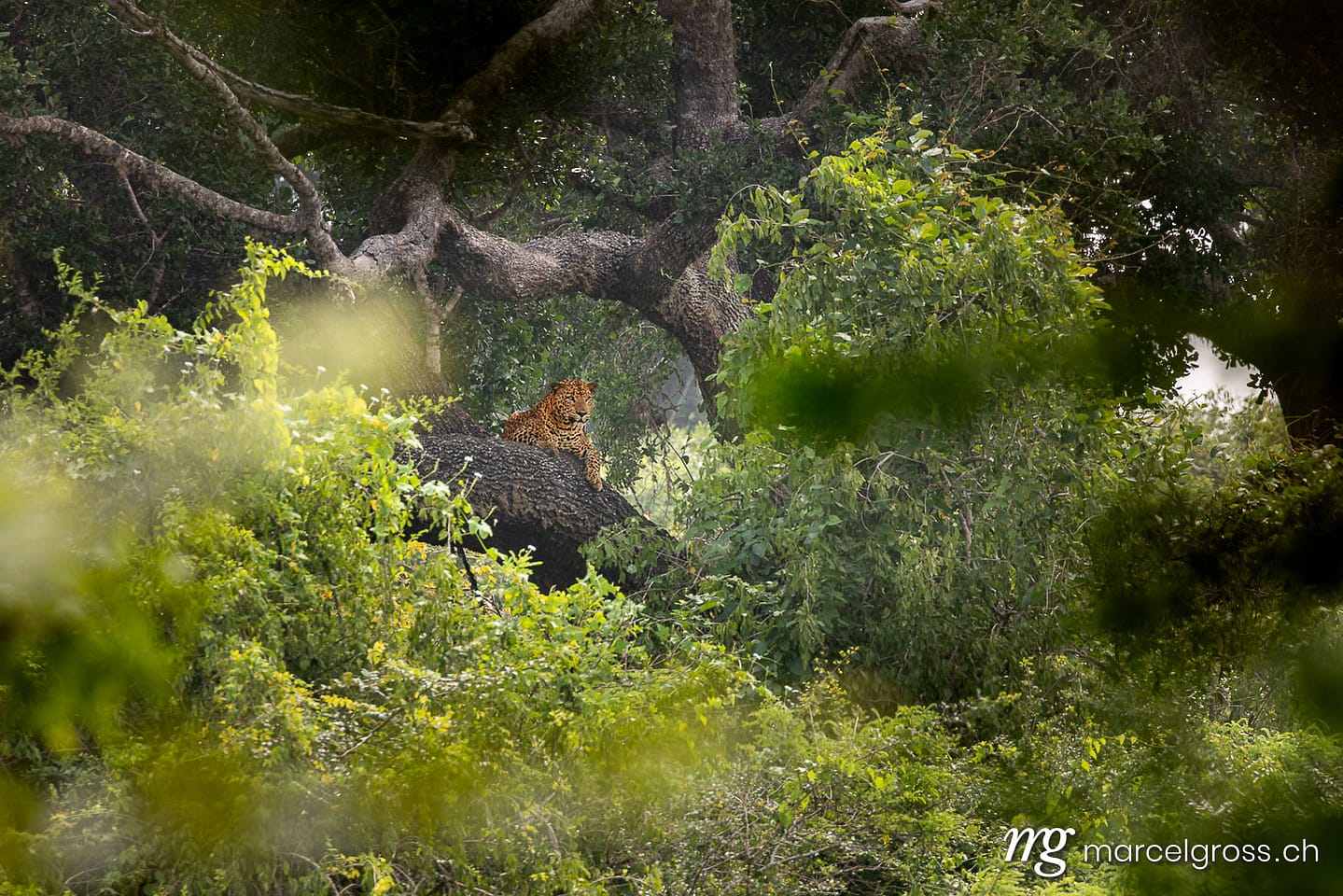 Sri Lankan Leopard (Panthera pardus kotiya) resting in tree, Yala National Park, Sri Lanka. Leoparden Bilder (c) Marcel Gross Photography