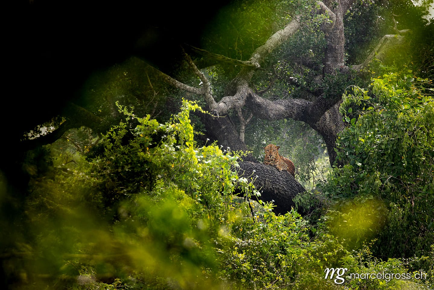 Sri Lankan Leopard (Panthera pardus kotiya) Resting in Tree, Yala National Park, Sri Lanka. Leoparden Bilder (c) Marcel Gross Photography