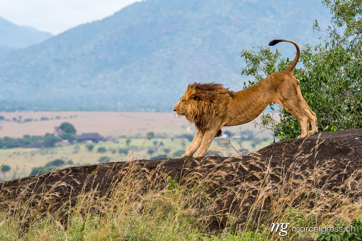 Uganda Bilder. male lions on top of a kopje overlooking their territory in Kidepo National Park. Marcel Gross Photography