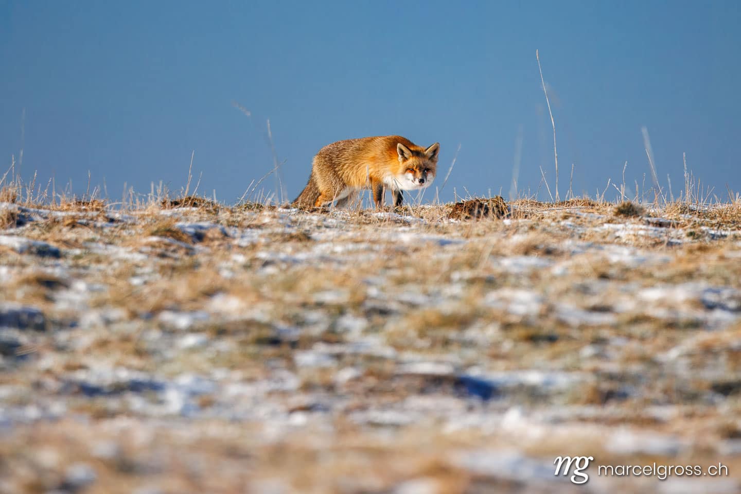 Fuchs Bilder. . Marcel Gross Photography