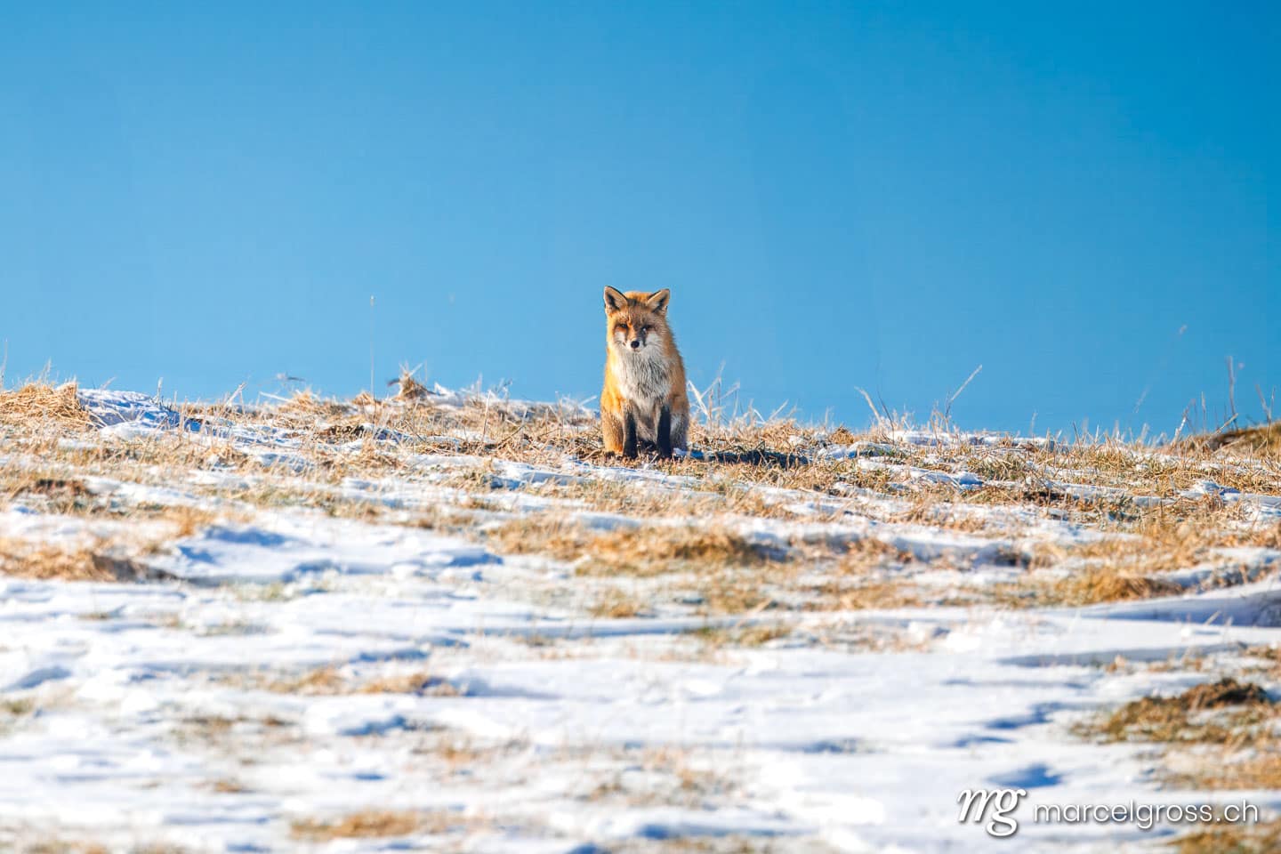 Fuchs Bilder. red fox in winter coat in the swiss jura. Marcel Gross Photography