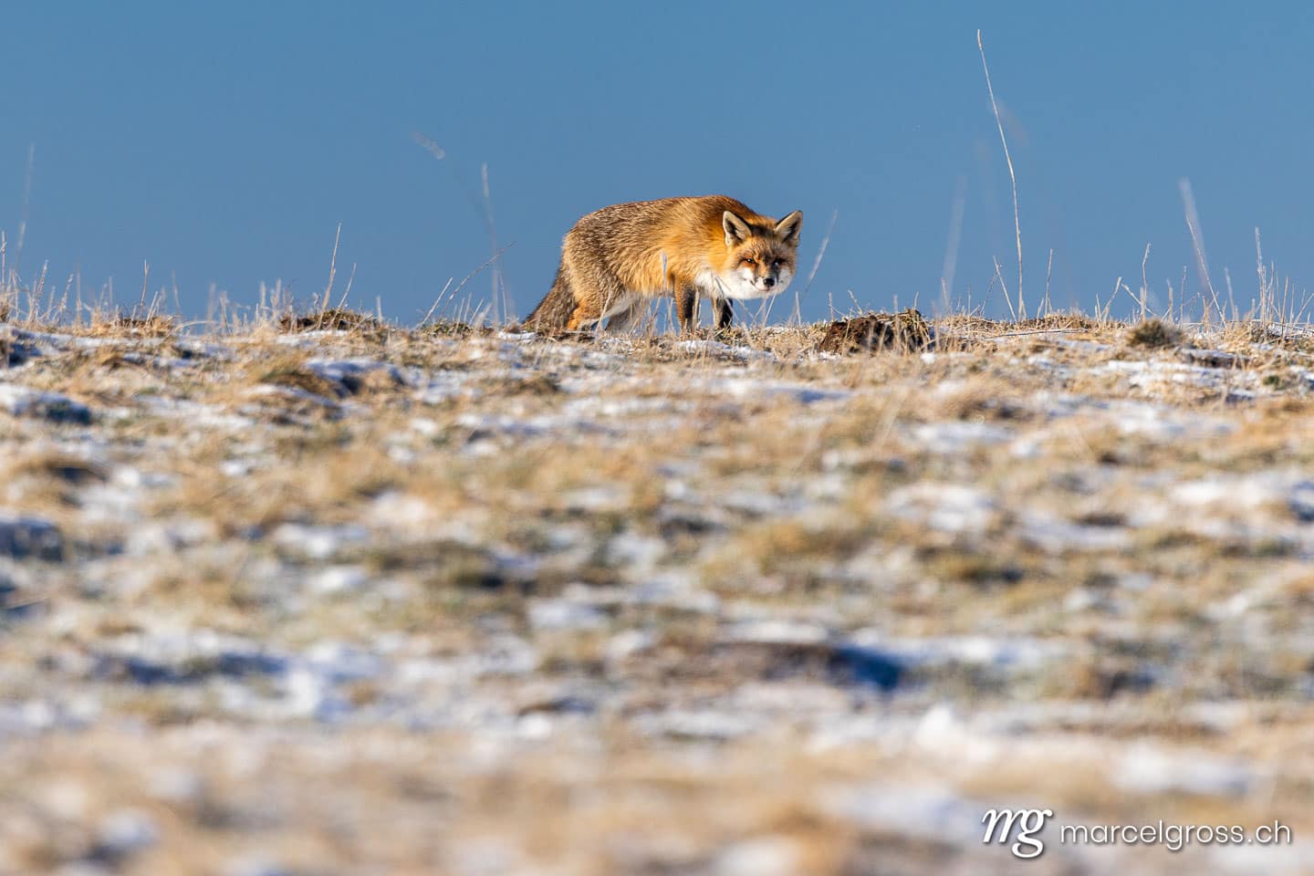 Fuchs Bilder. red fox in winter coat in the swiss jura. Marcel Gross Photography