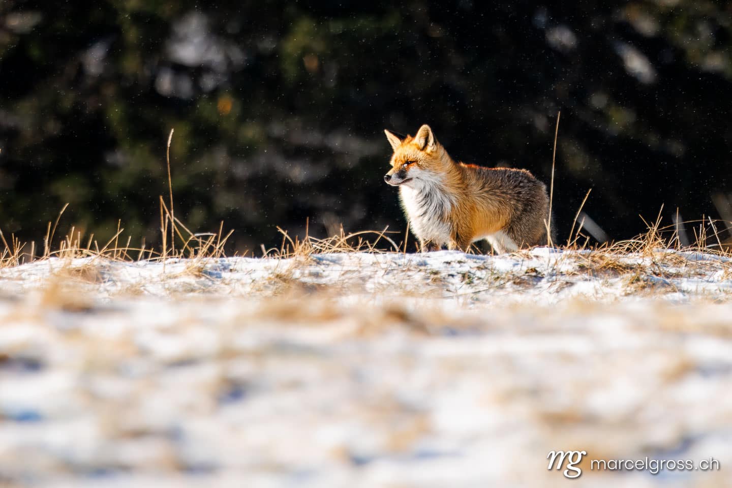 Fuchs Bilder. red fox in winter coat in the swiss jura. Marcel Gross Photography