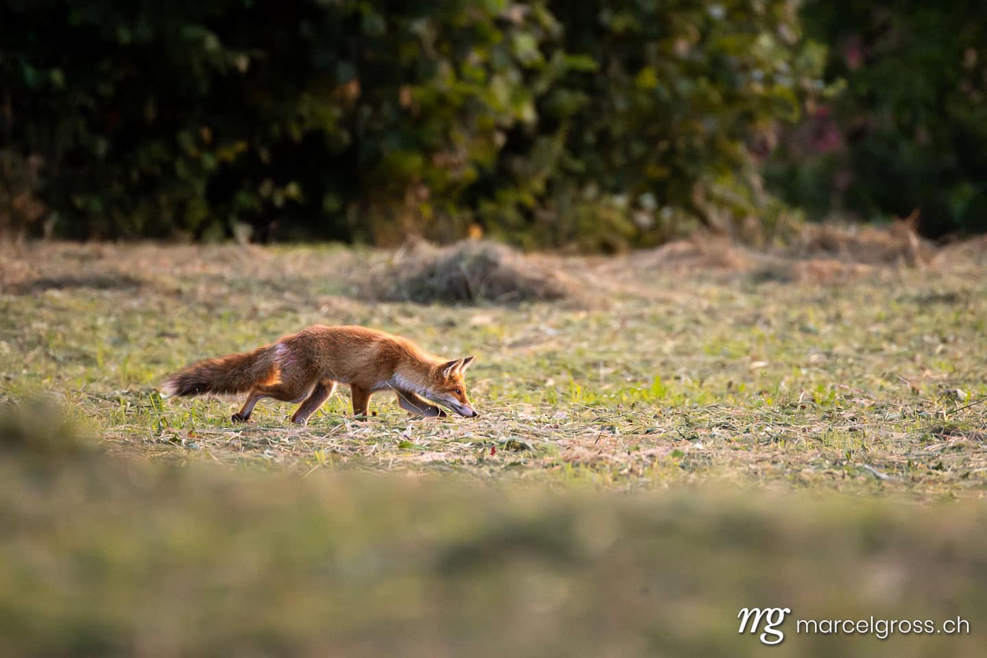 Fuchs Bilder. . Marcel Gross Photography