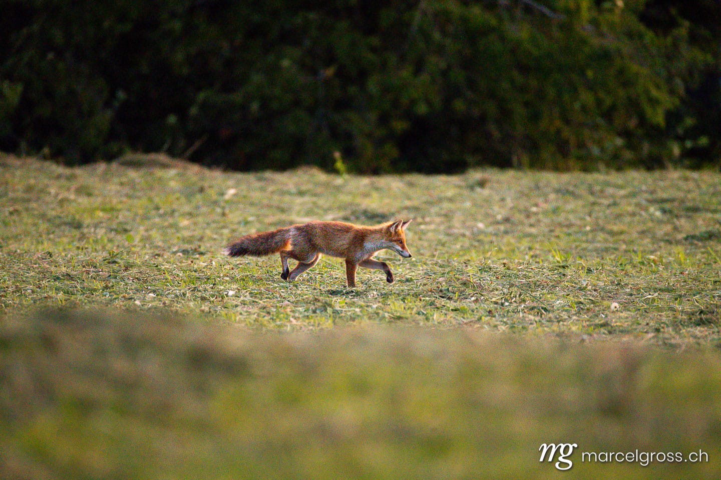 Fuchs Bilder. . Marcel Gross Photography