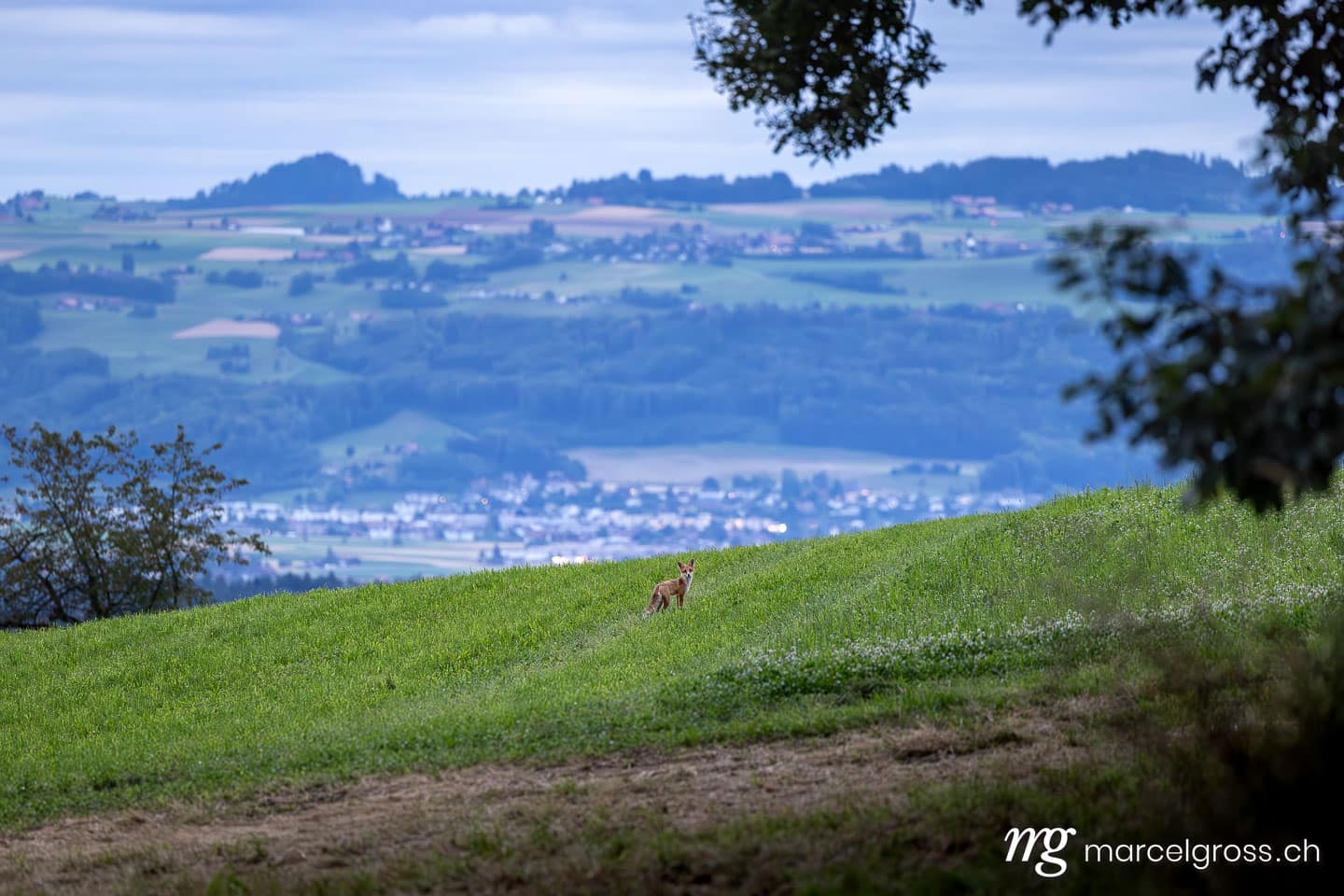 Fuchs Bilder. . Marcel Gross Photography