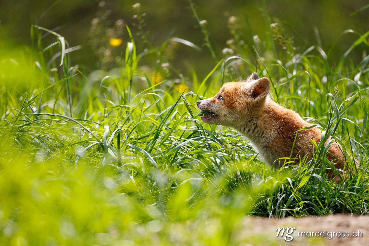 . . Marcel Gross Photography