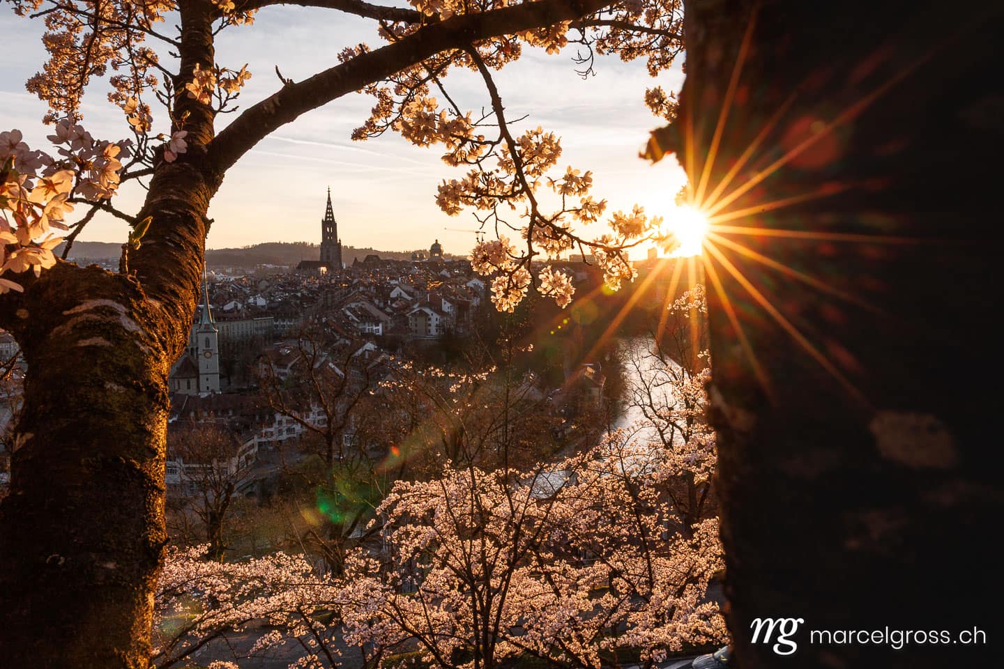 . Sonnenuntergang während Kirschblüte in Bern. Marcel Gross Photography