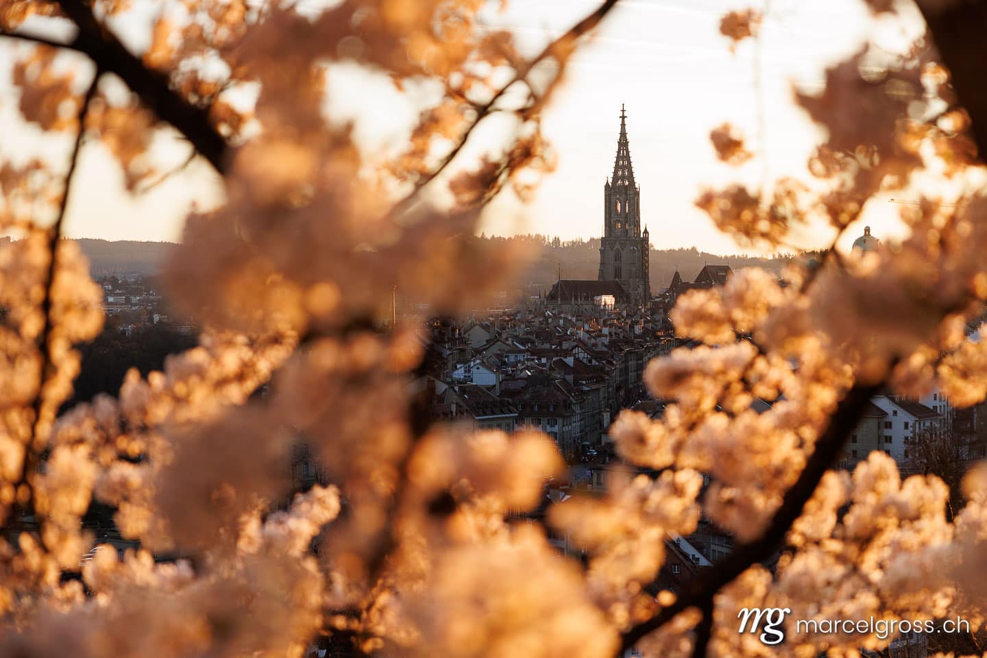 . Sonnenuntergang während Kirschblüte in Bern. Marcel Gross Photography