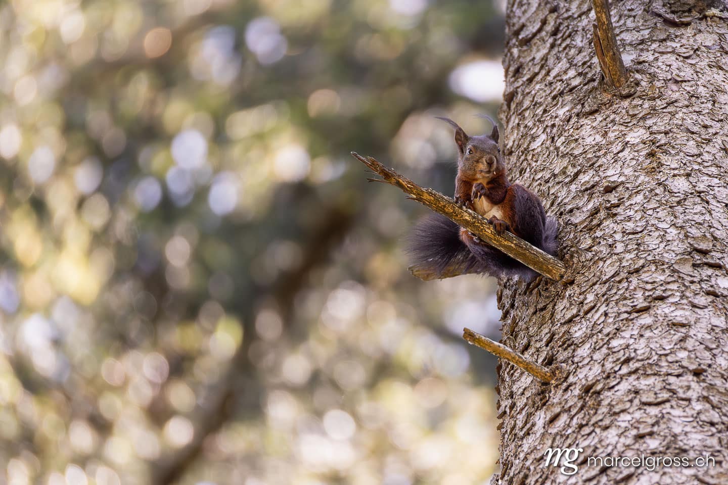 Wildlife of Switzerland. Squirell on tree. Marcel Gross Photography