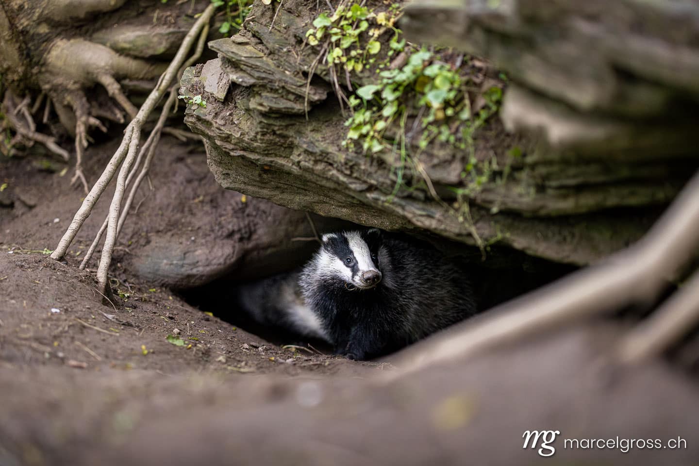Wildlife of Switzerland. Young Badger in Emmental. Marcel Gross Photography