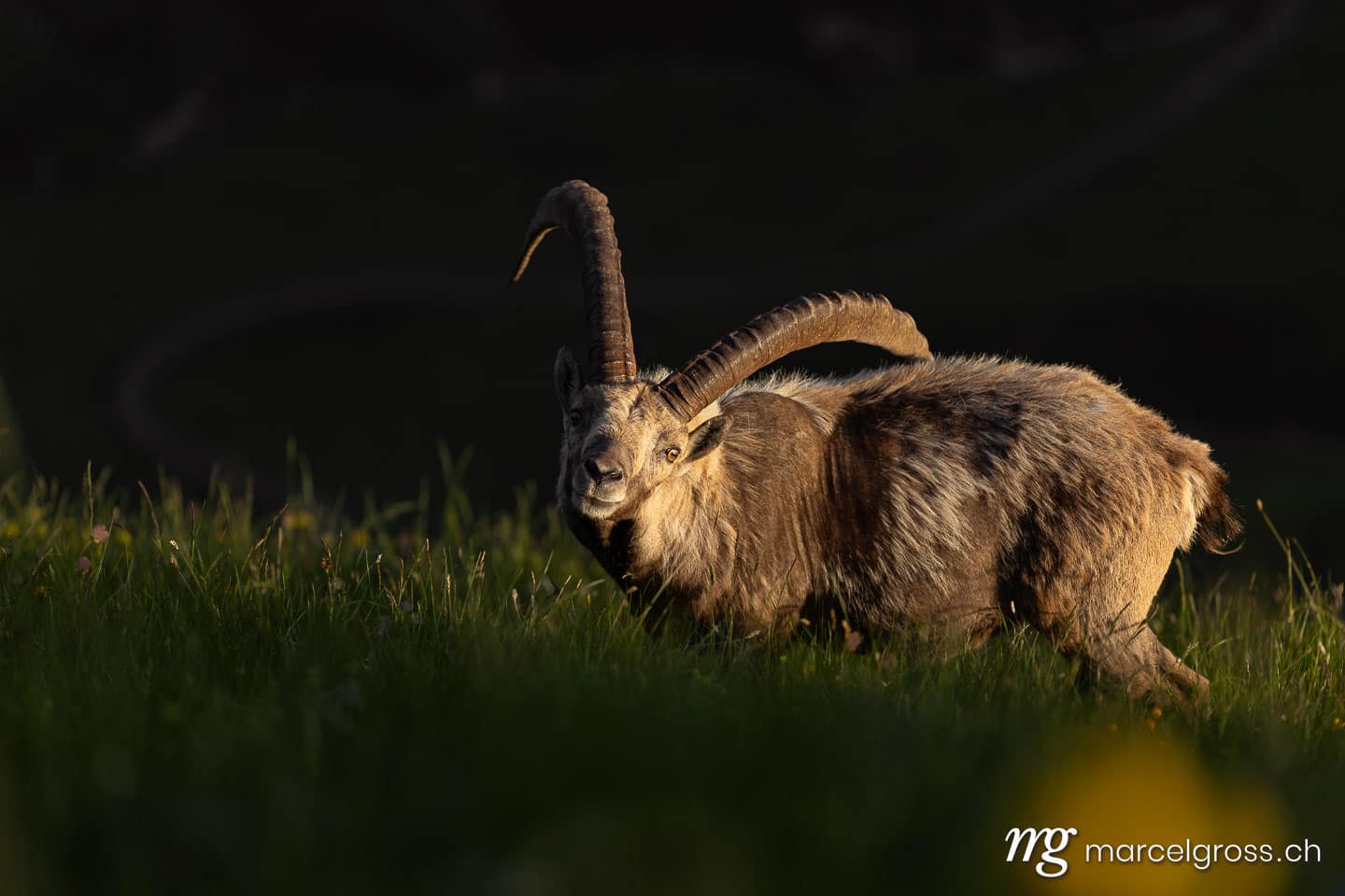Steinbock Bilder. . Marcel Gross Photography