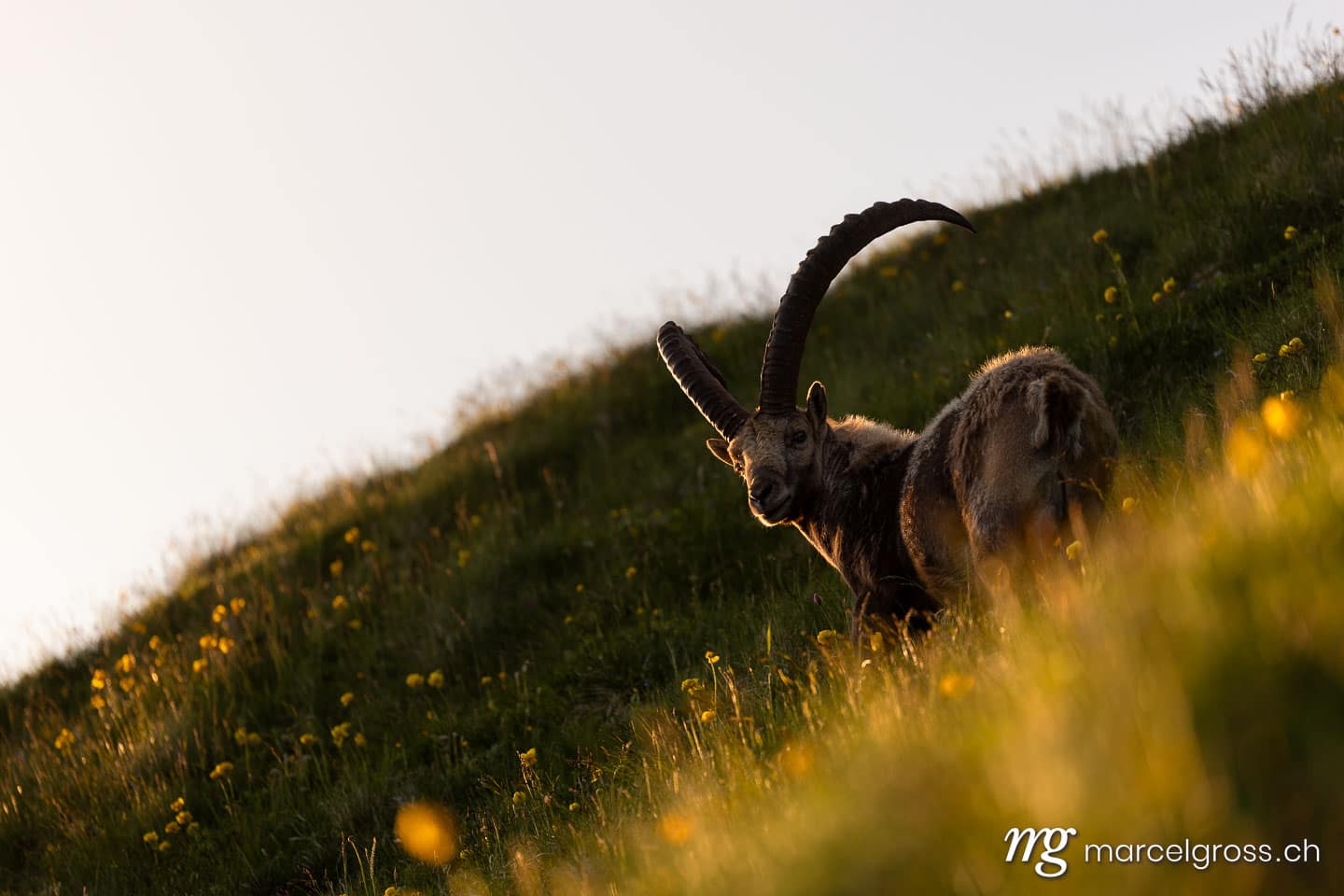 Steinbock Bilder. . Marcel Gross Photography