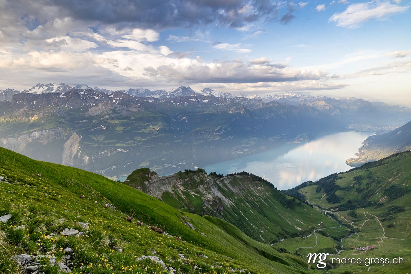 Steinbock Bilder. . Marcel Gross Photography