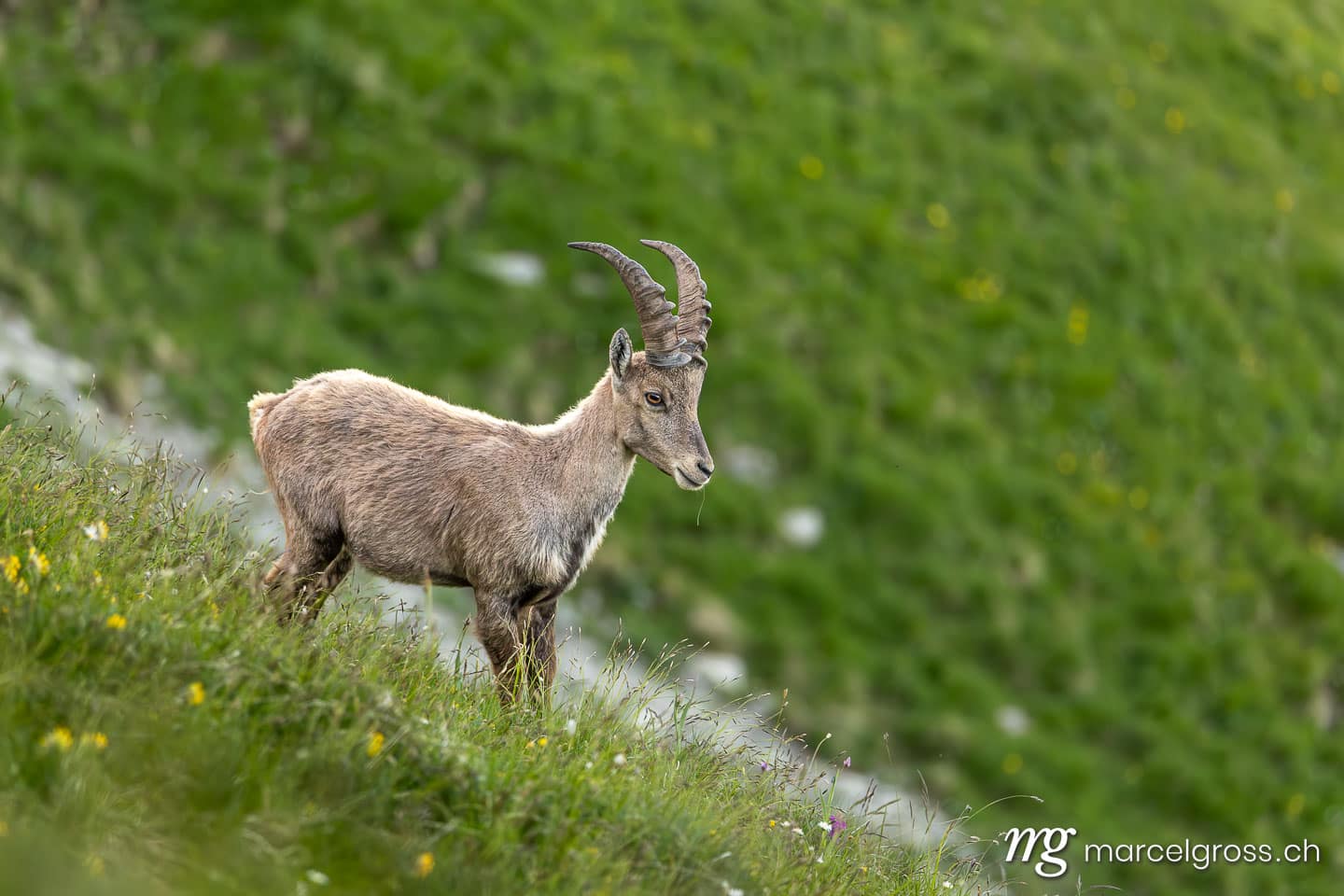 Steinbock Bilder. . Marcel Gross Photography